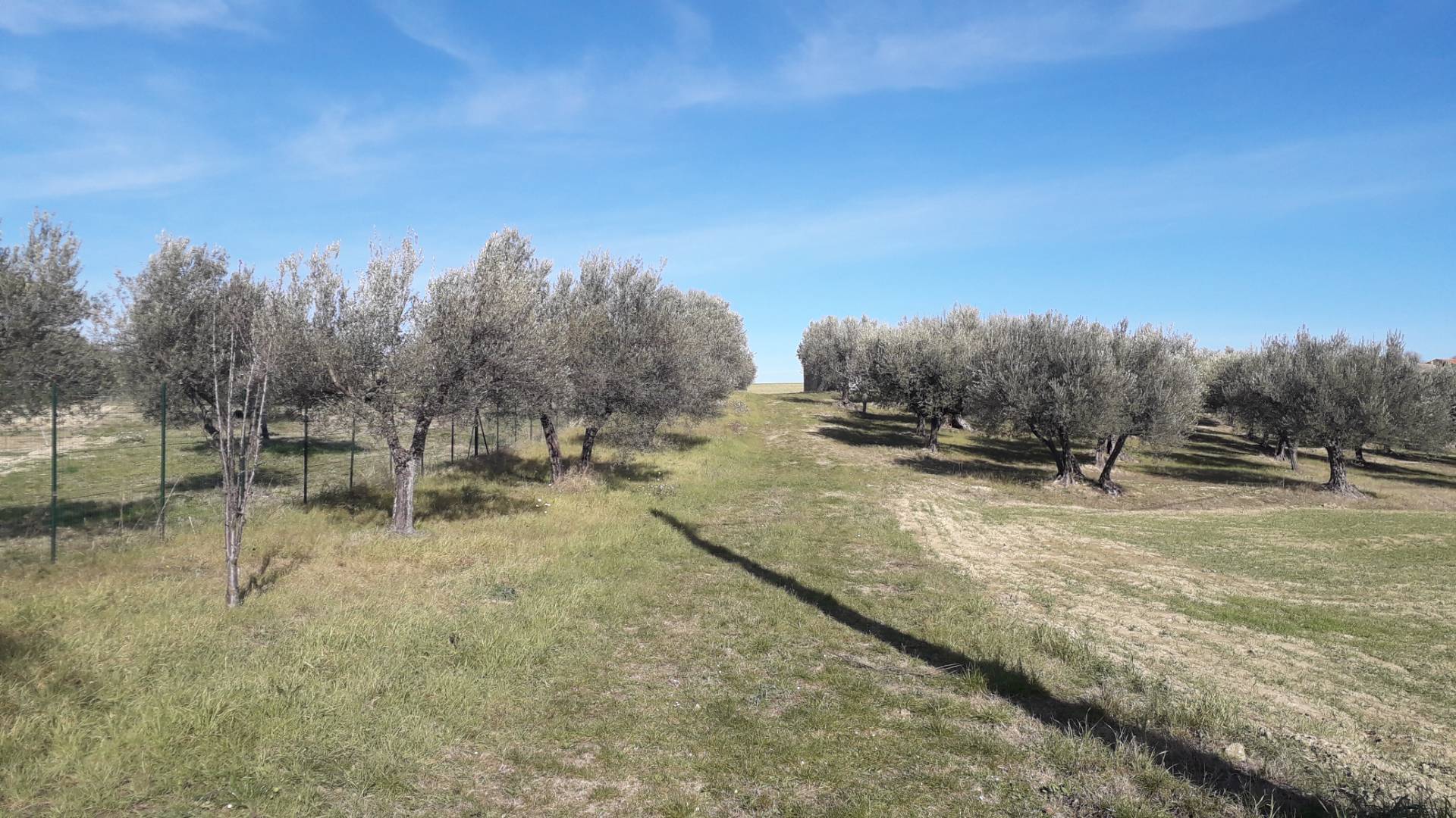 Terreno agricolo ed edificabile in vendita a Alanno