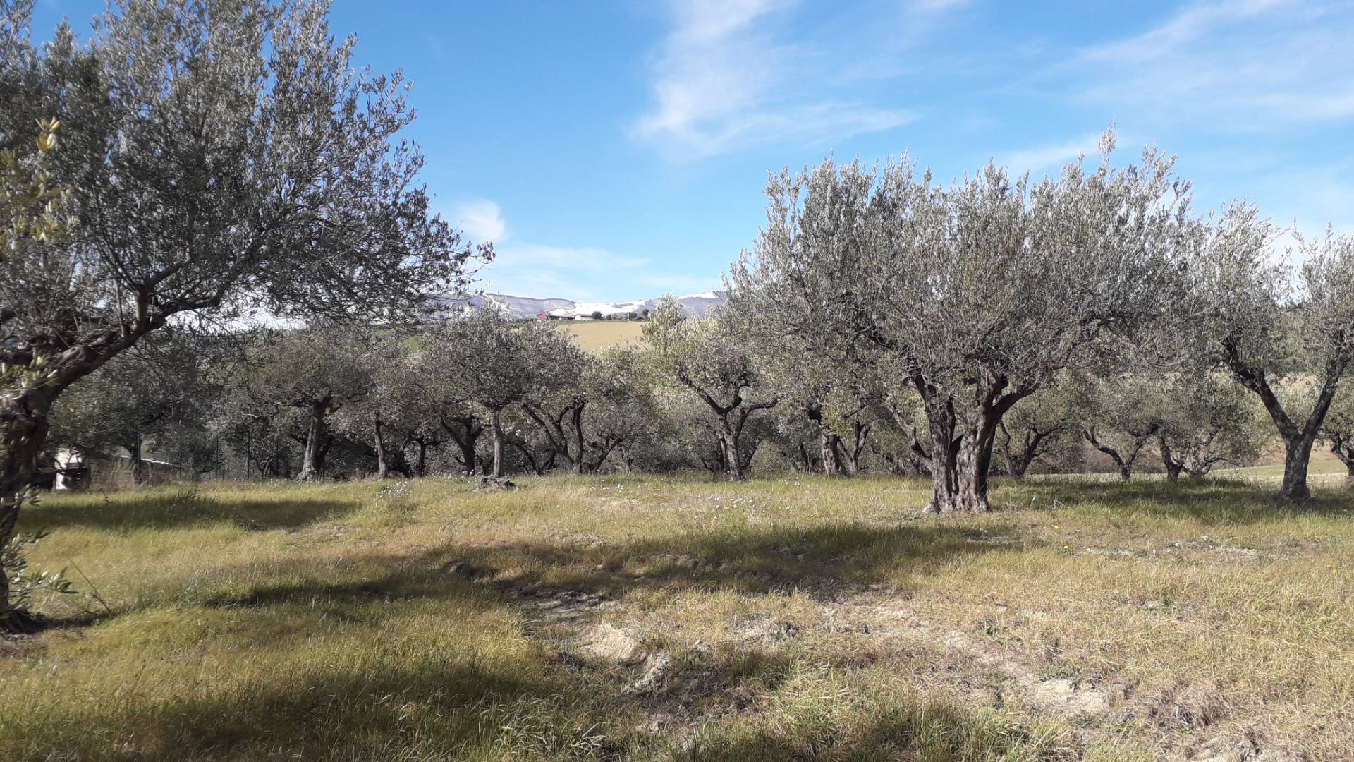 Terreno agricolo ed edificabile in vendita a Alanno