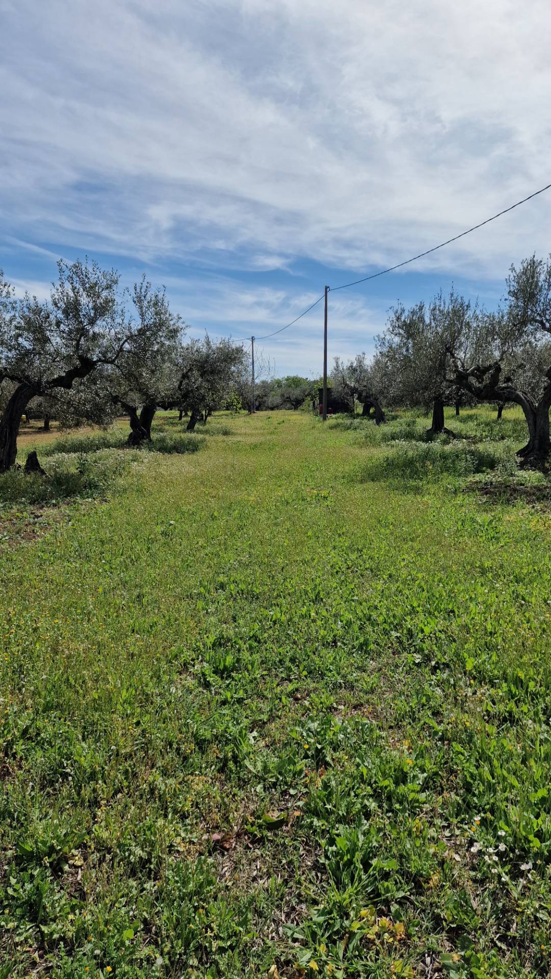 immagine annuncio 7 di 8