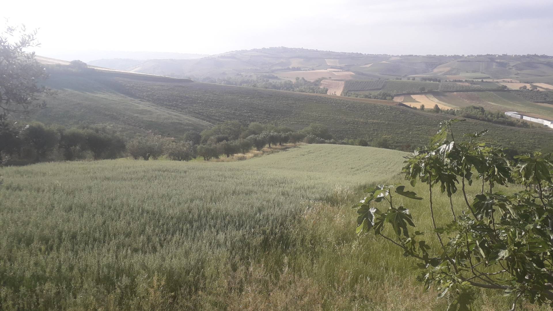 Terreno Agricolo in vendita a Alanno
