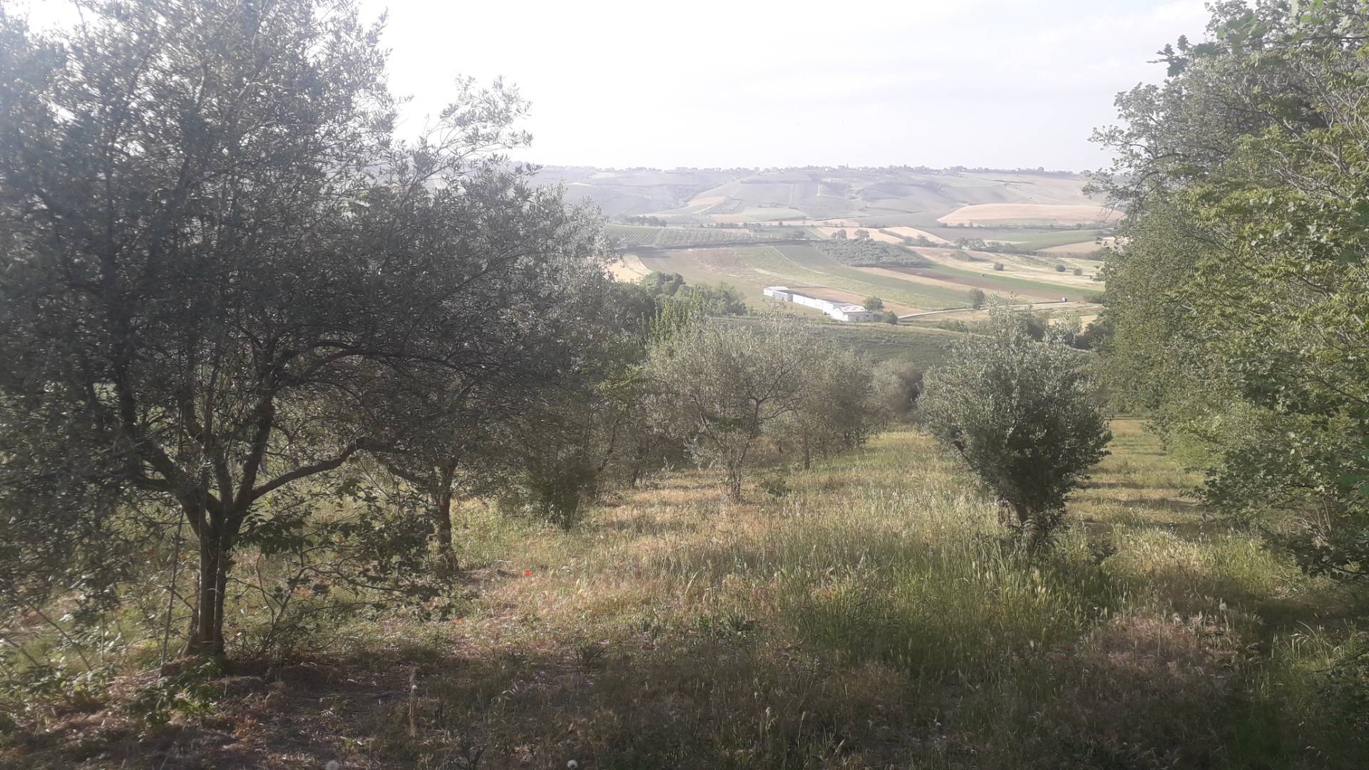 Terreno Agricolo in vendita a Alanno