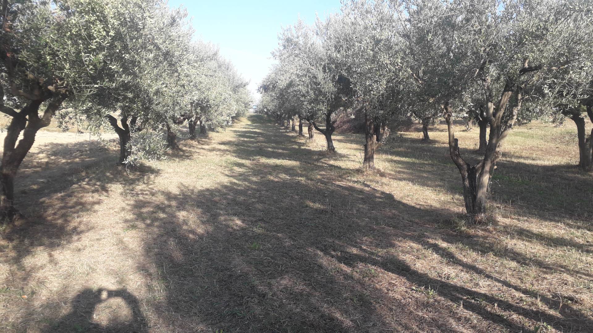 Terreno agricolo ed edificabile in vendita a Turrivalignani