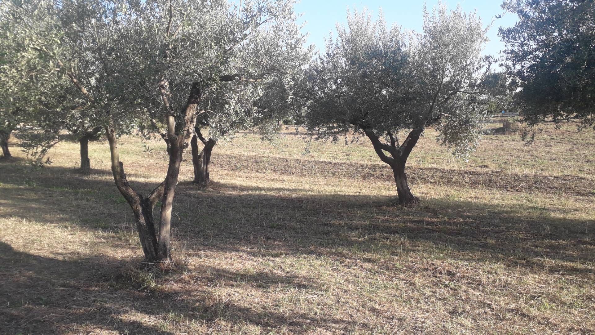 Terreno agricolo ed edificabile in vendita a Turrivalignani