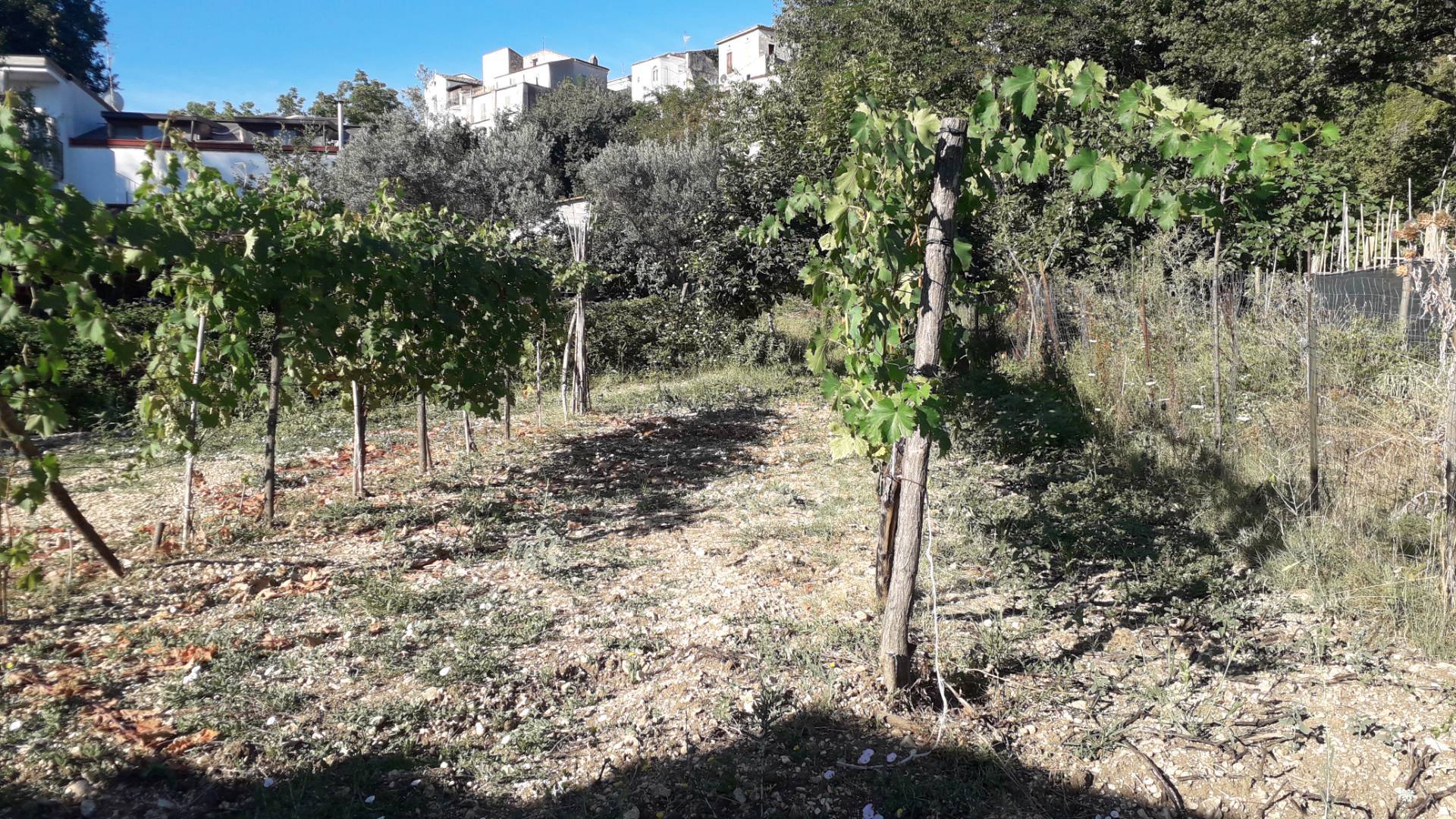 Porzione di casa singola in vendita a Rapino