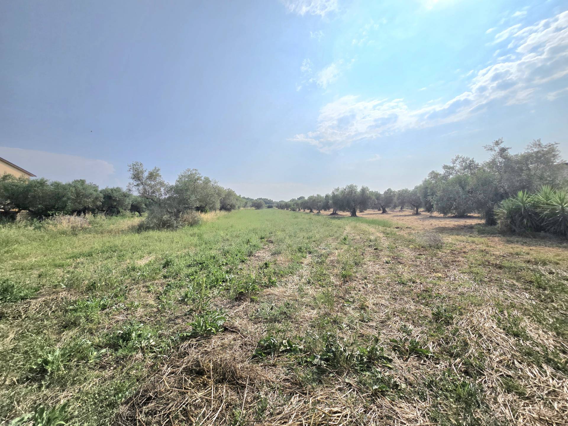 Terreno agricolo ed edificabile in vendita a Cepagatti, Mongoccitto