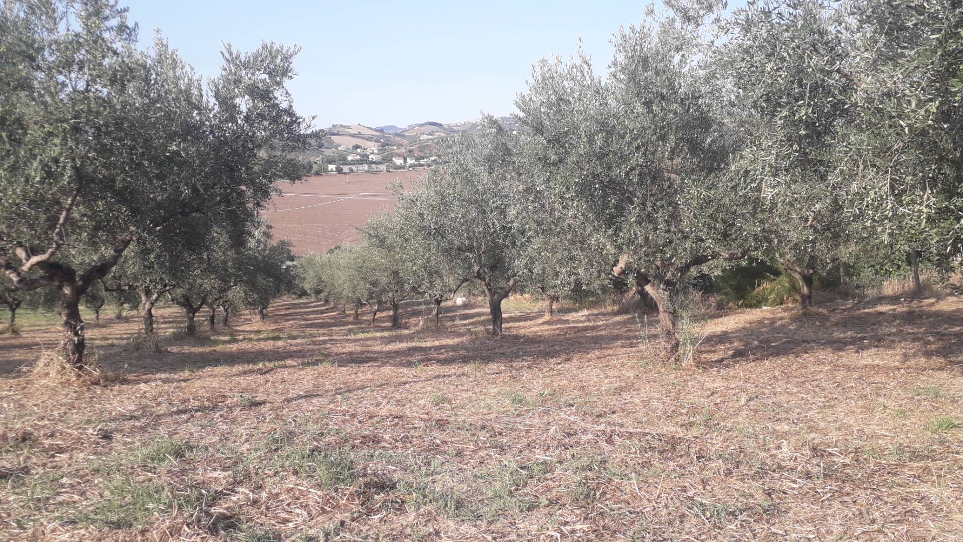 Terreno Agricolo in vendita a Manoppello, San Callisto