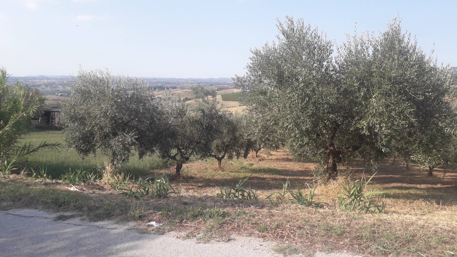 Terreno Agricolo in vendita a Manoppello, San Callisto