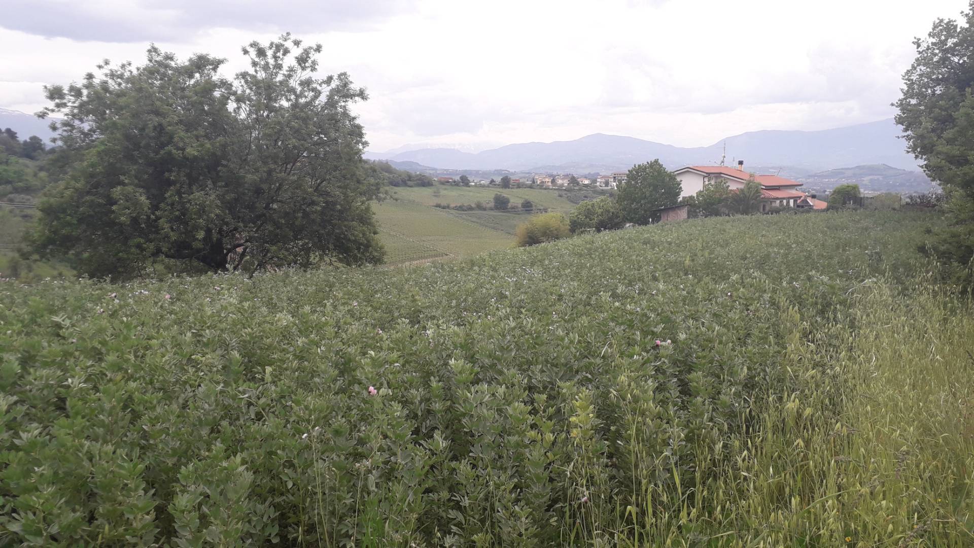 Terreno Agricolo in vendita a Casalincontrada