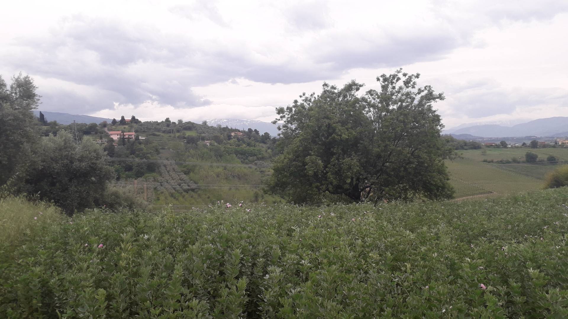 Terreno Agricolo in vendita a Casalincontrada