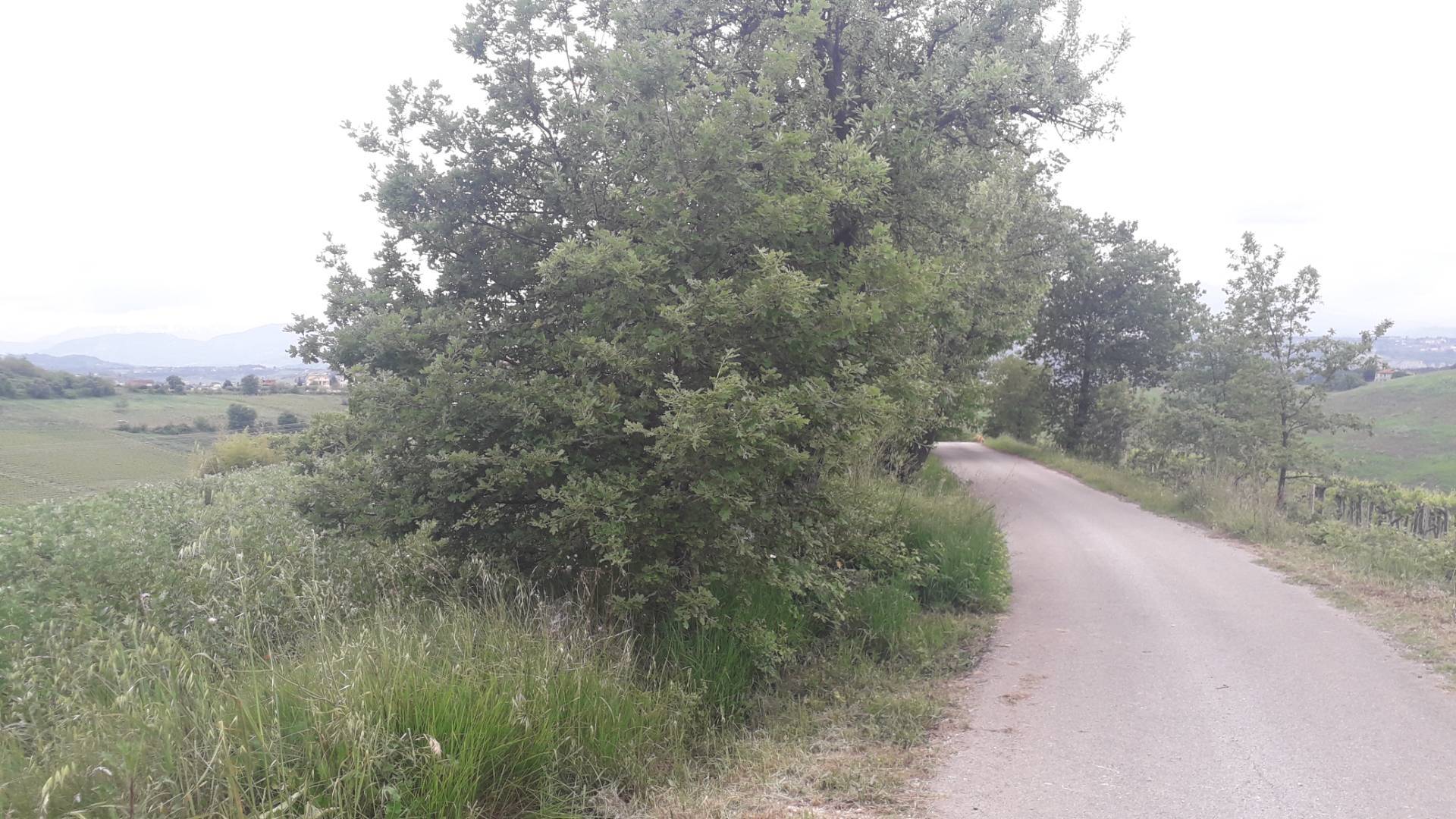 Terreno Agricolo in vendita a Casalincontrada