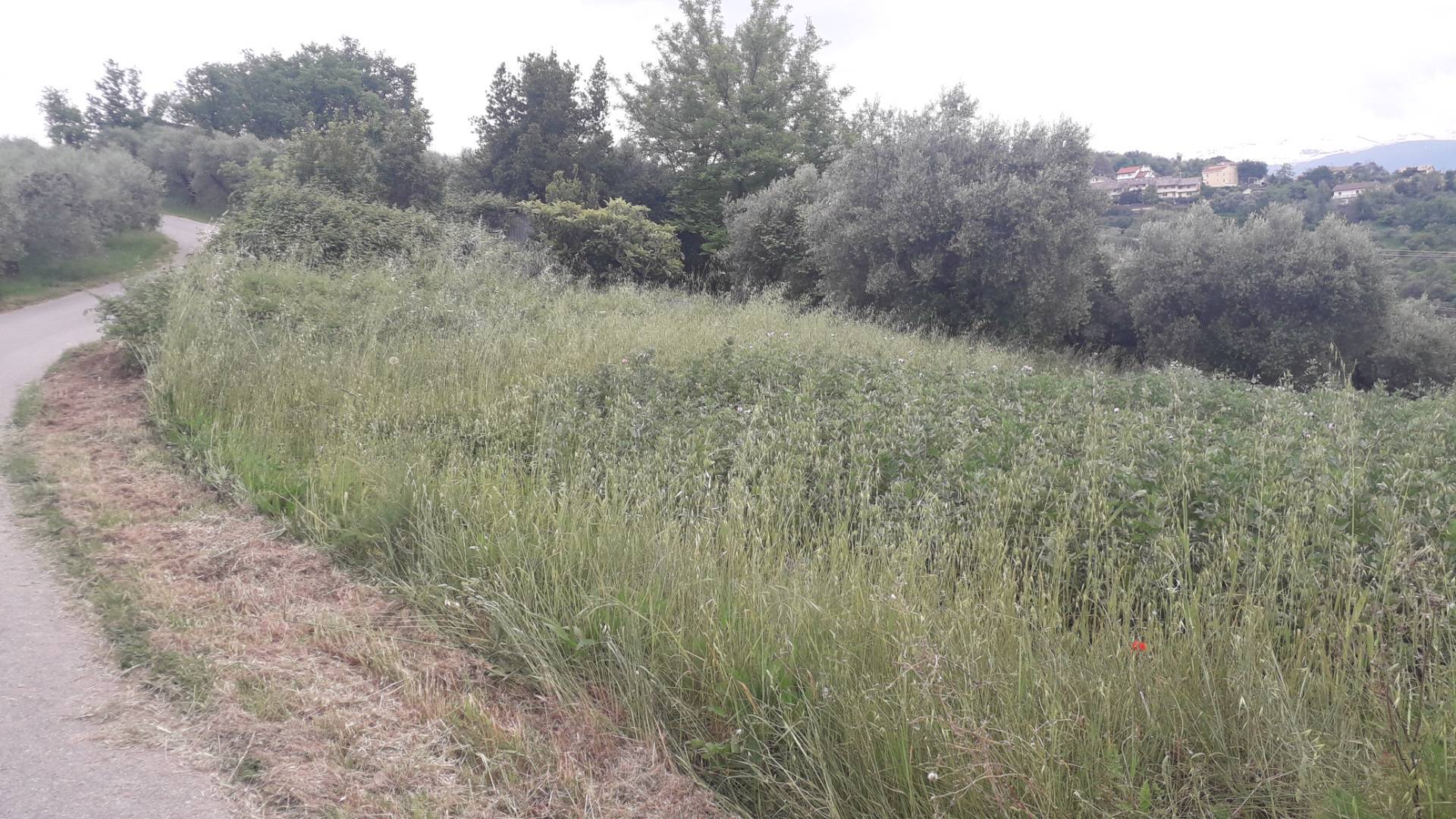 Terreno Agricolo in vendita a Casalincontrada