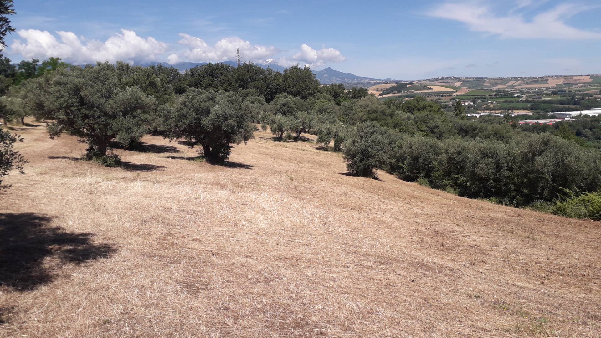 Terreno Agricolo in vendita a Manoppello