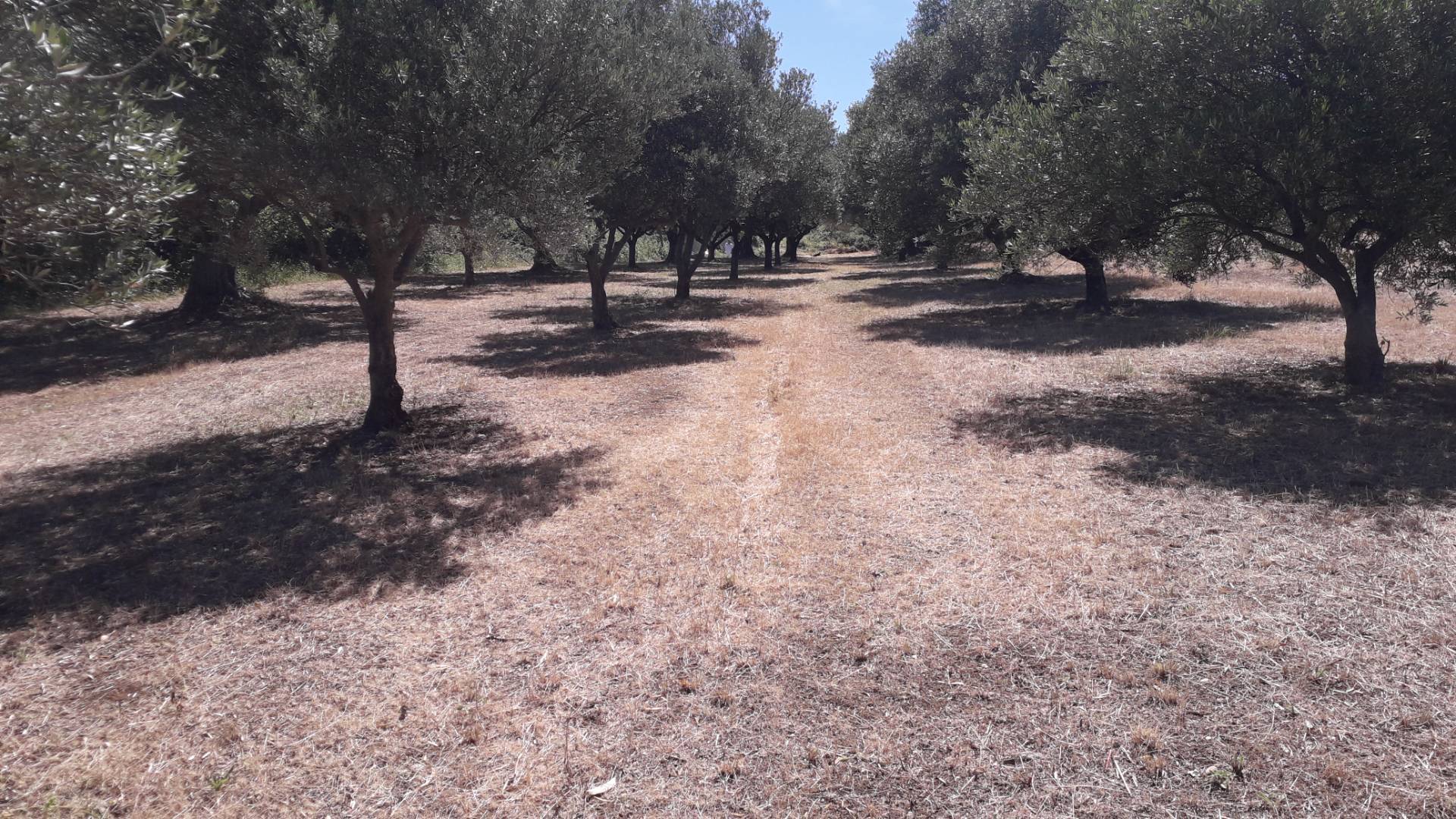 Terreno Agricolo in vendita a Manoppello