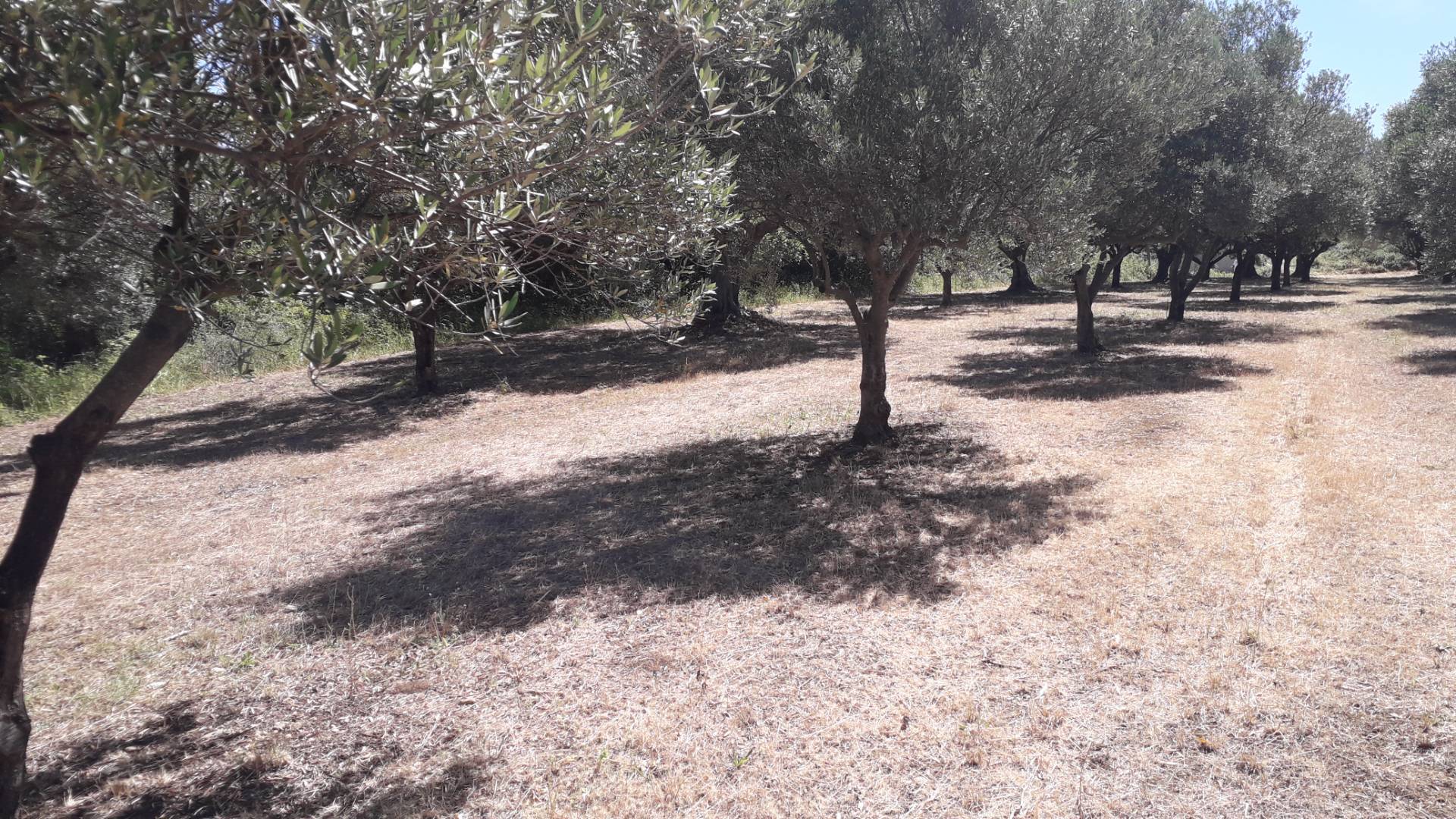 Terreno Agricolo in vendita a Manoppello