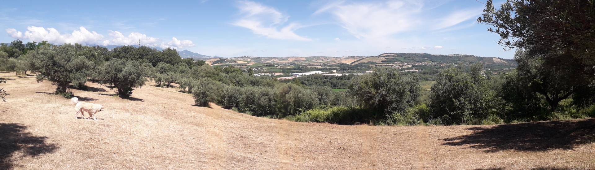 Terreno Agricolo in vendita a Manoppello