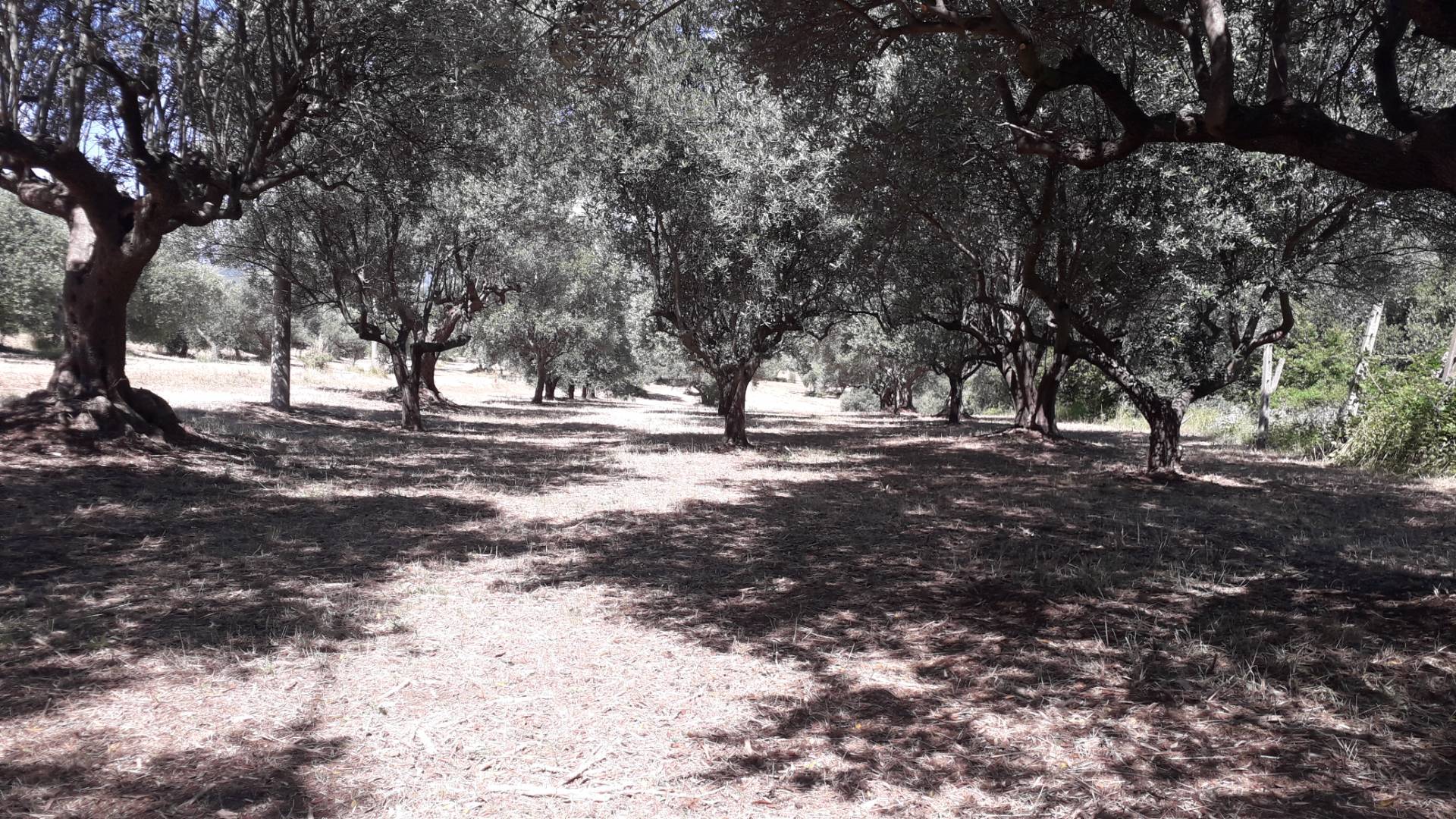 Terreno Agricolo in vendita a Manoppello