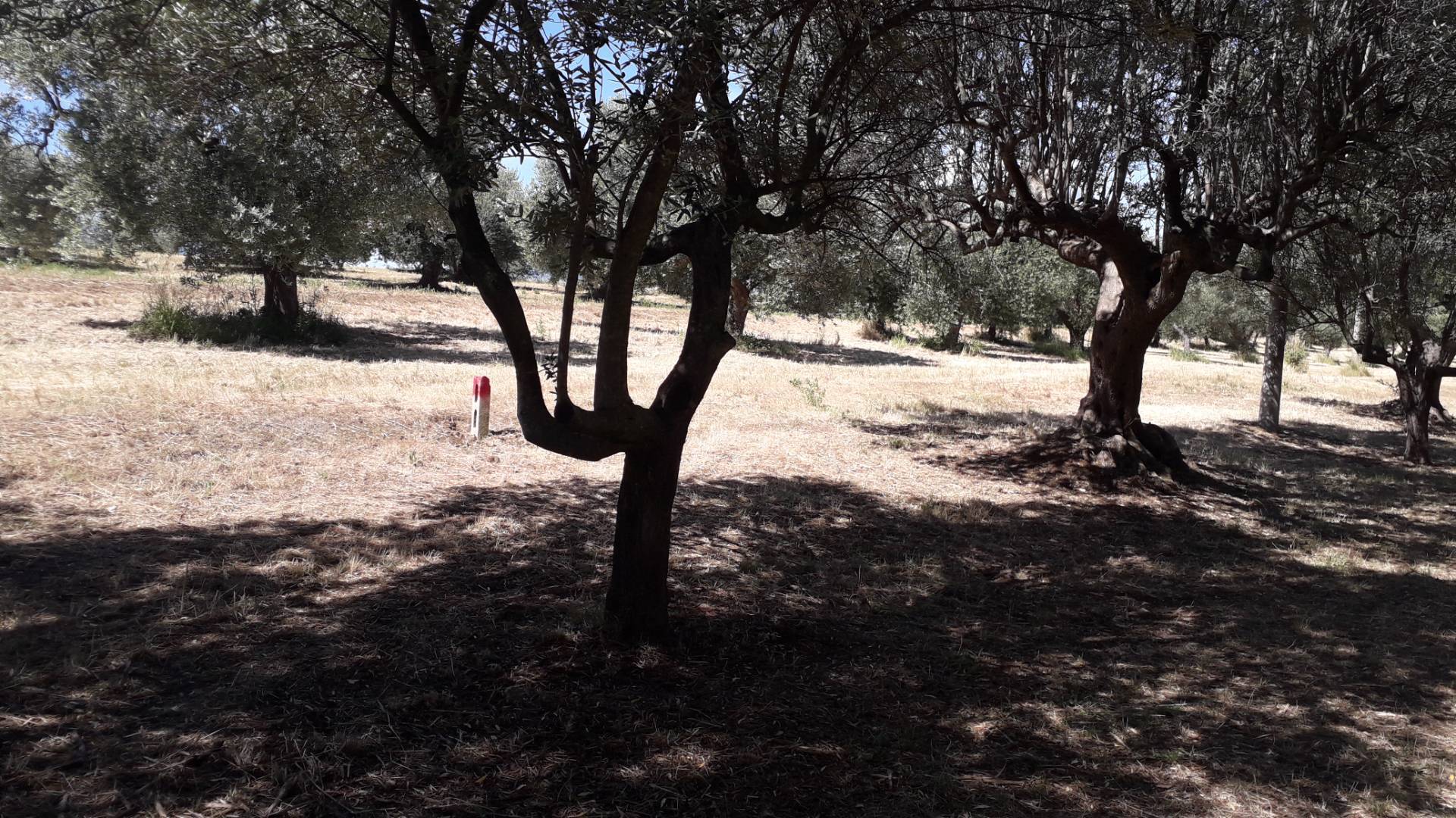 Terreno Agricolo in vendita a Manoppello
