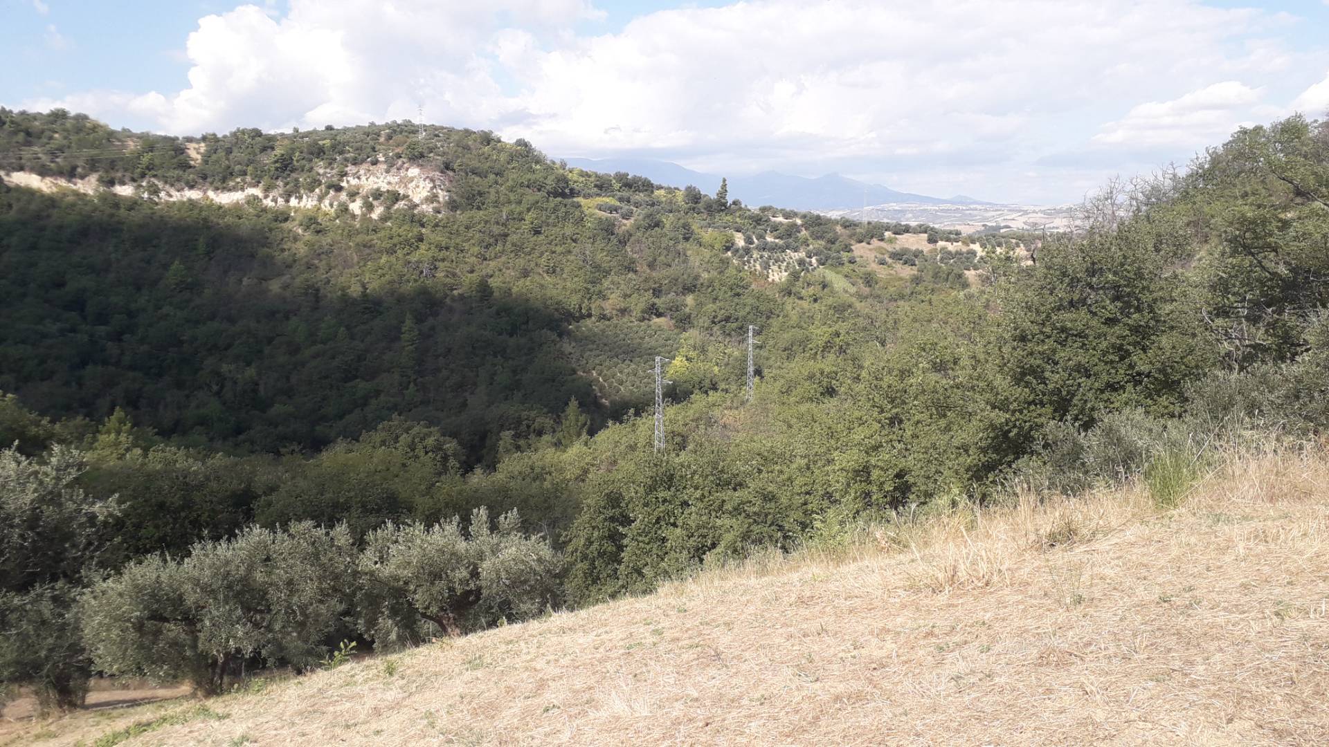 Terreno Agricolo in vendita a Turrivalignani