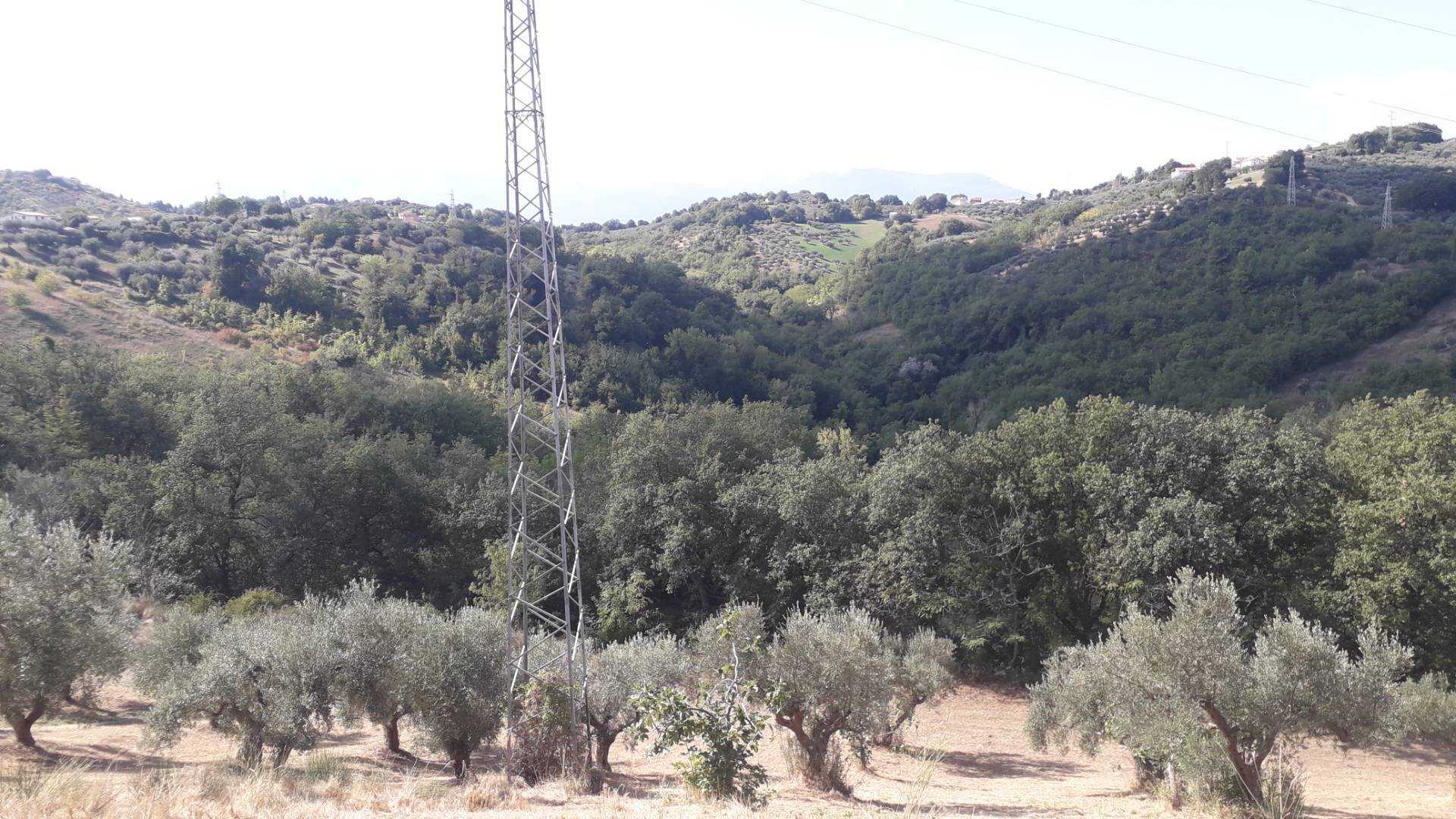 Terreno Agricolo in vendita a Turrivalignani