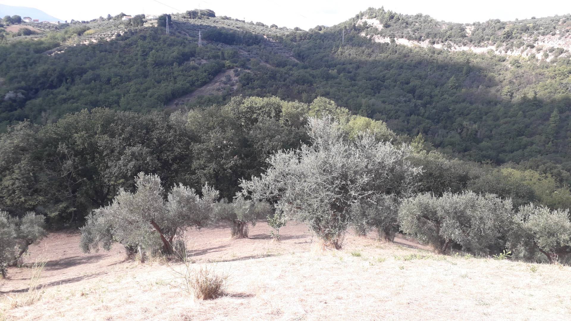 Terreno Agricolo in vendita a Turrivalignani