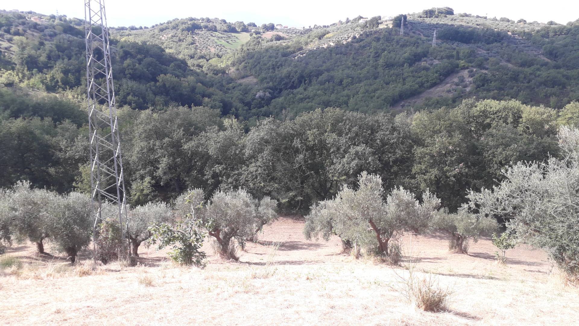 Terreno Agricolo in vendita a Turrivalignani