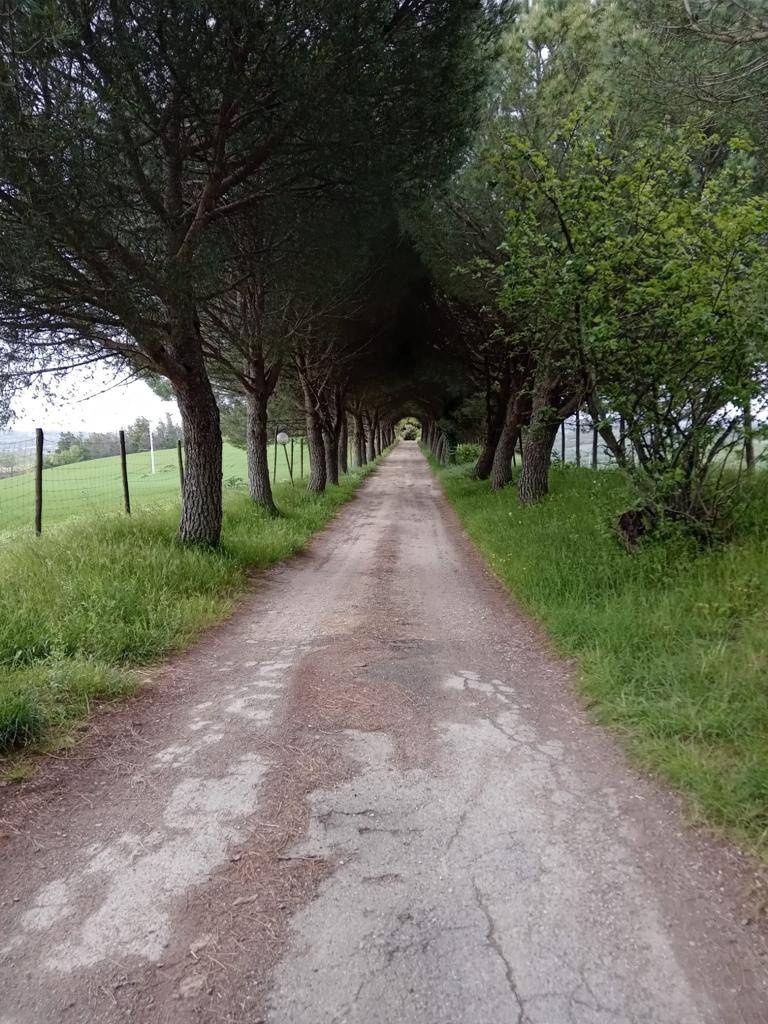 Tenuta in vendita a Scansano, Campagna