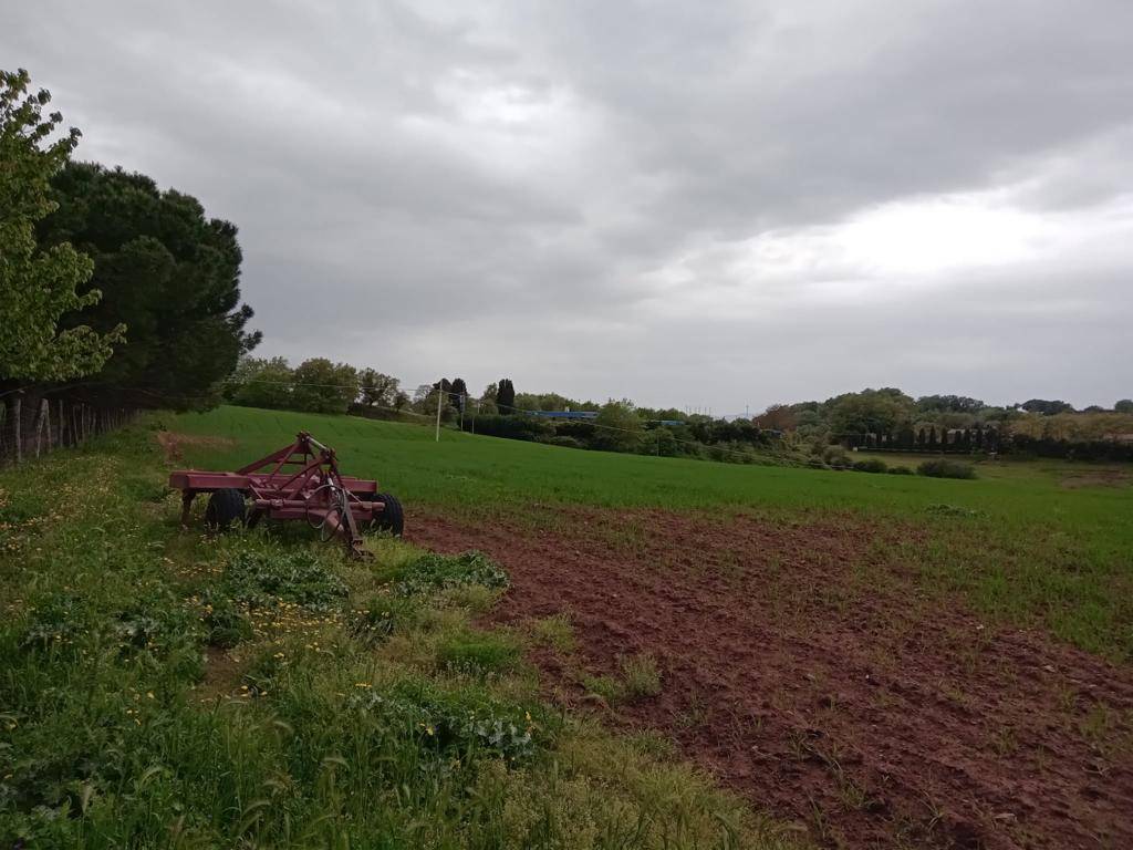 Tenuta in vendita a Scansano, Campagna