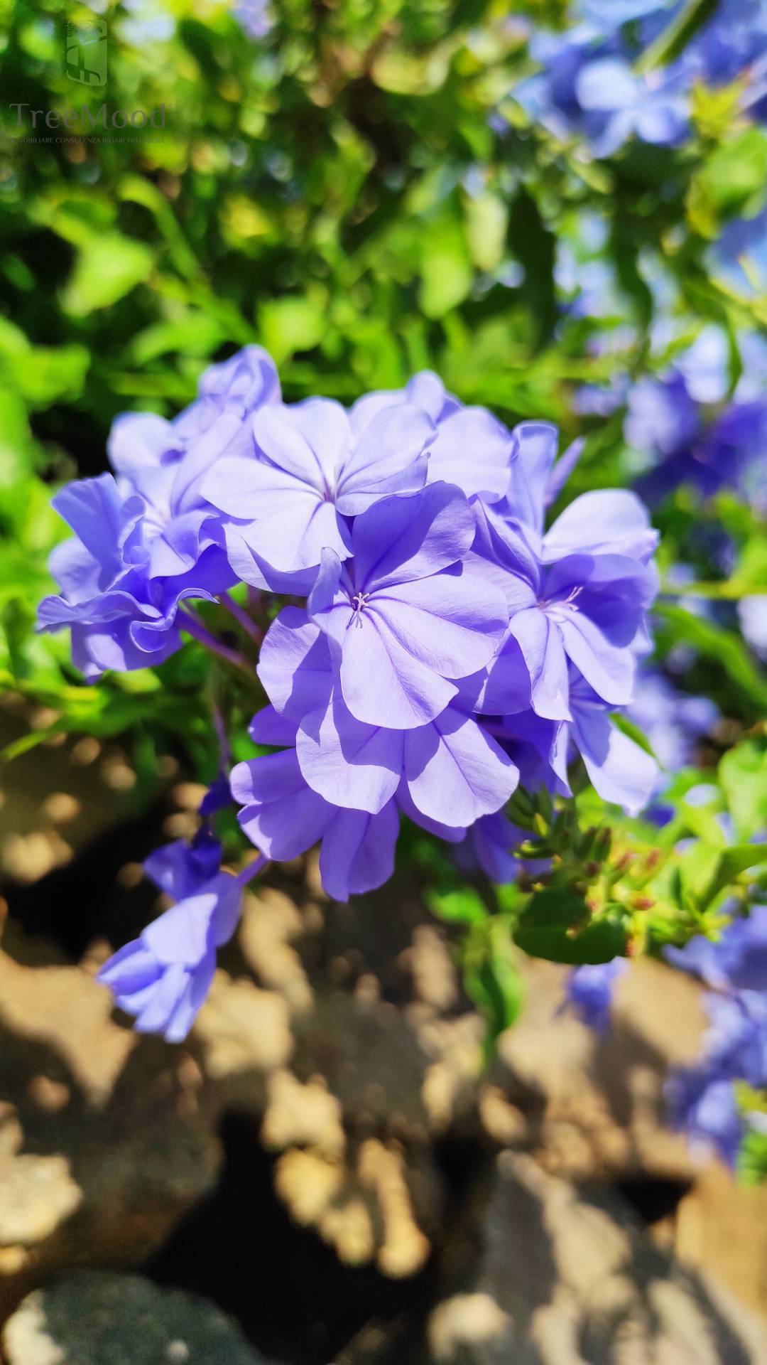 Villa in vendita a Lipari, Filicudi