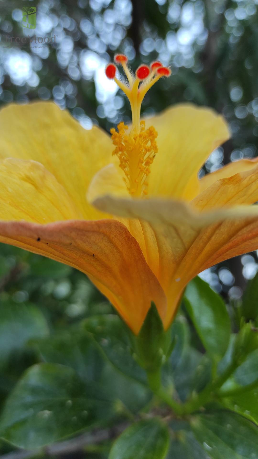 Villa in vendita a Lipari, Filicudi