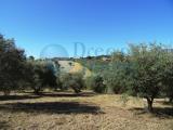 Campli: Terreno Agricolo in Vendita