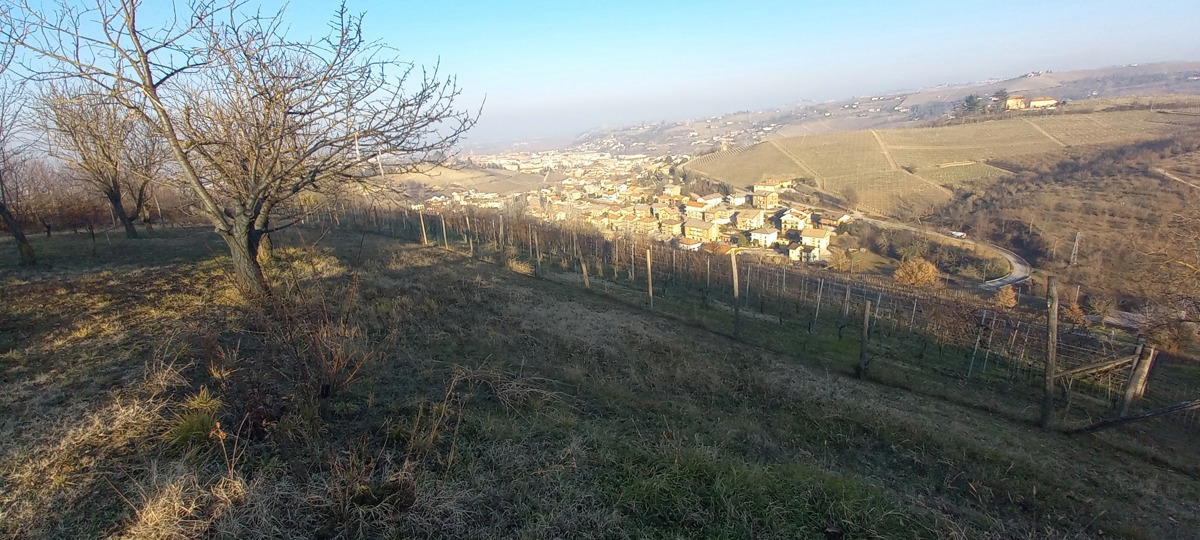 Terreno Agricolo in vendita a Alba