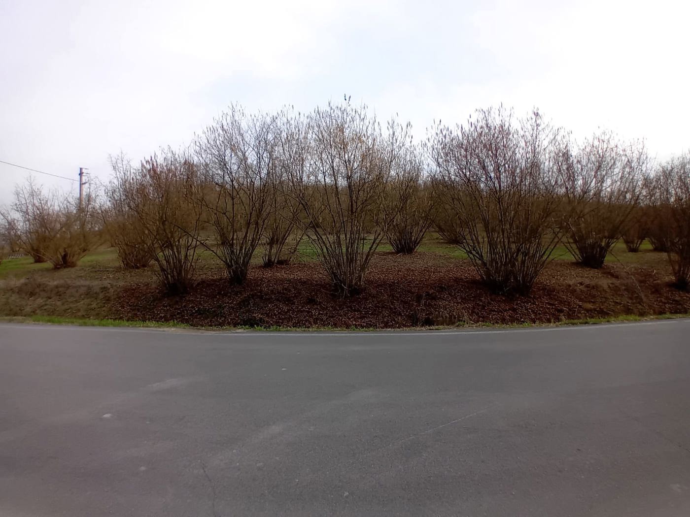 Terreno Agricolo in vendita a La Morra