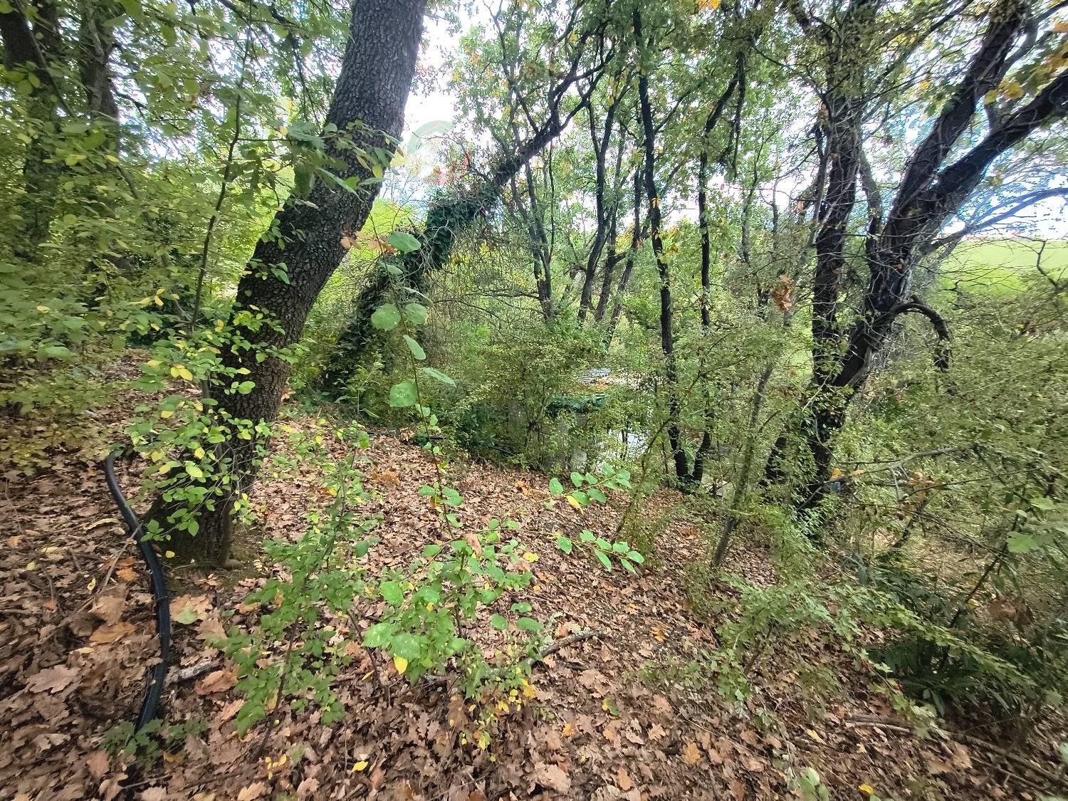 Terreno Agricolo con giardino a Saludecio