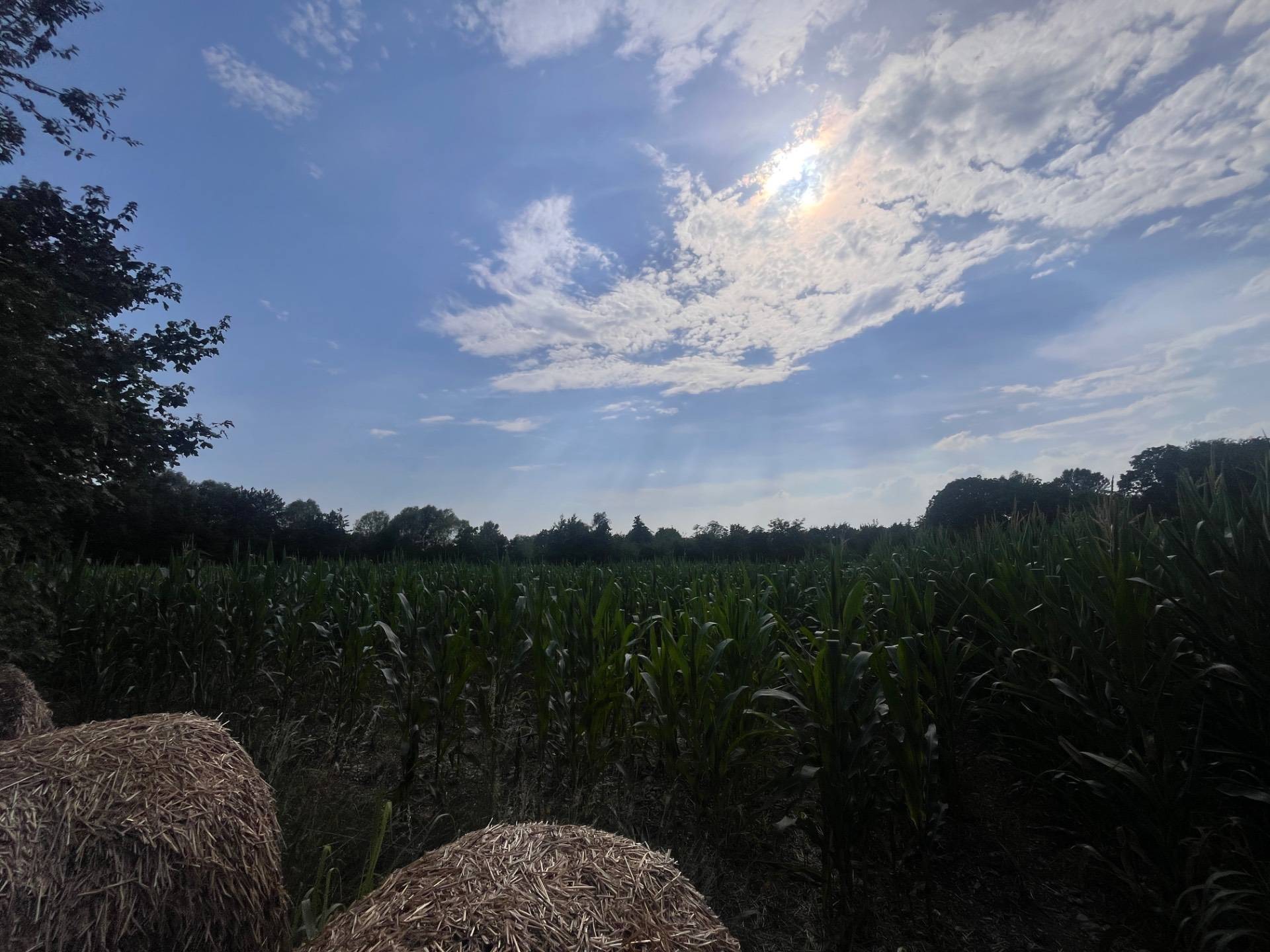 Terreno Agricolo in vendita a Silea