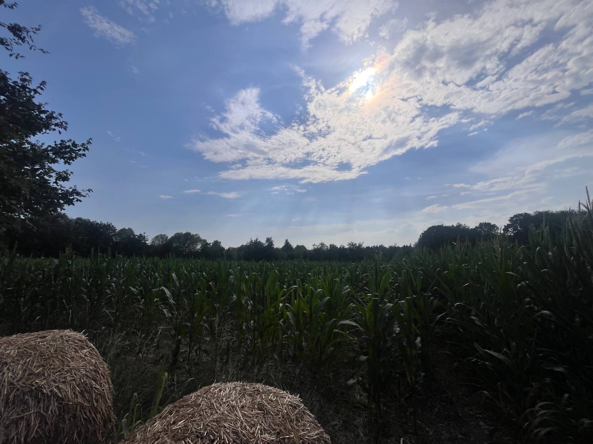 Terreno Agricolo in vendita a Silea