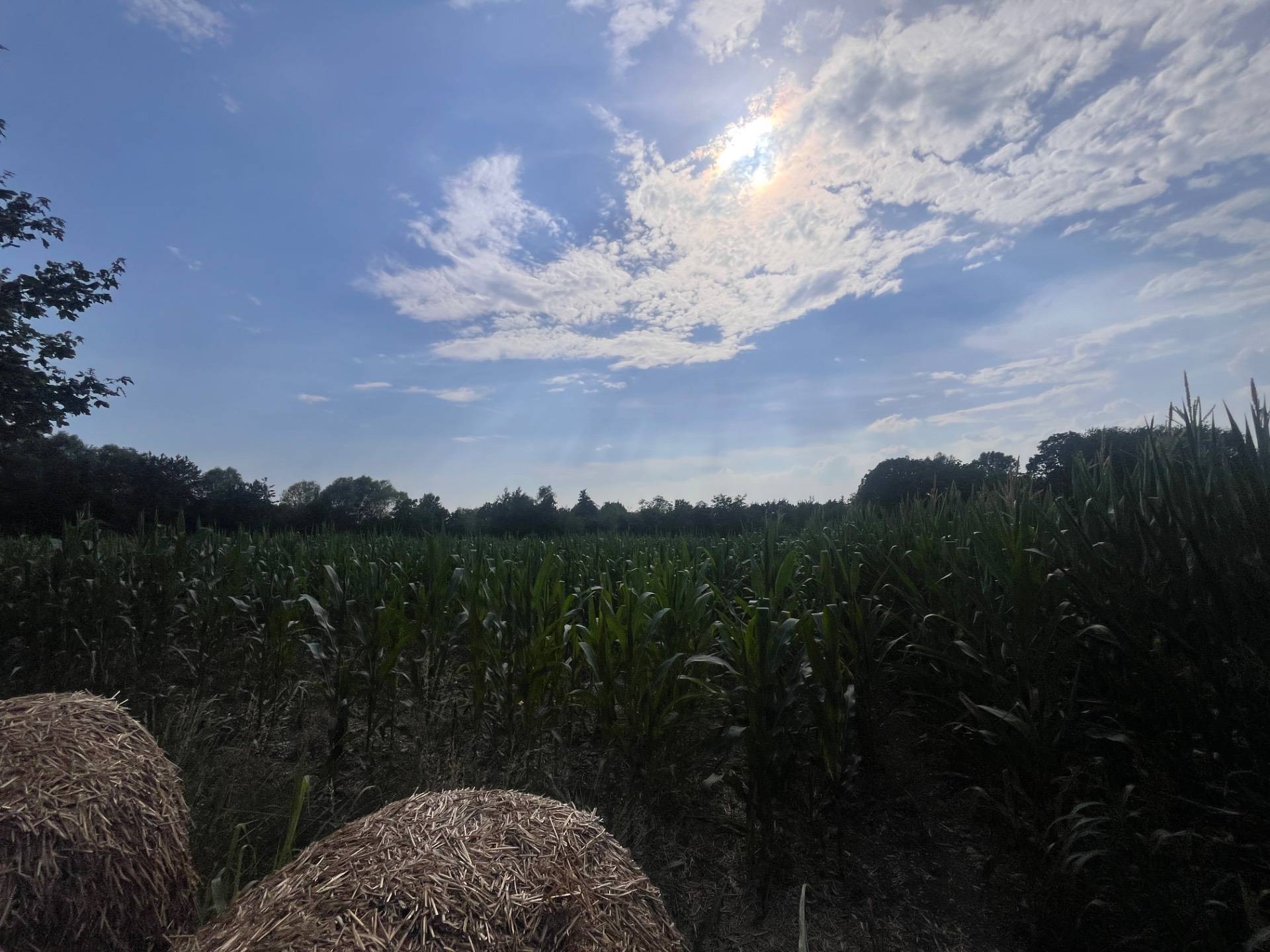 Terreno Agricolo in vendita a Silea