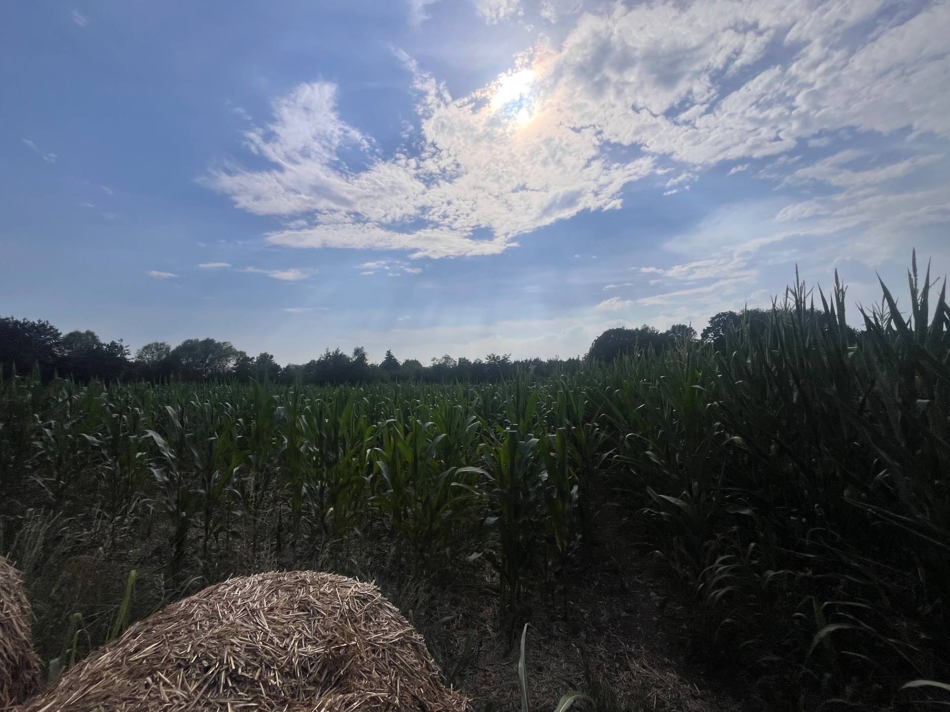 Terreno Agricolo in vendita a Silea
