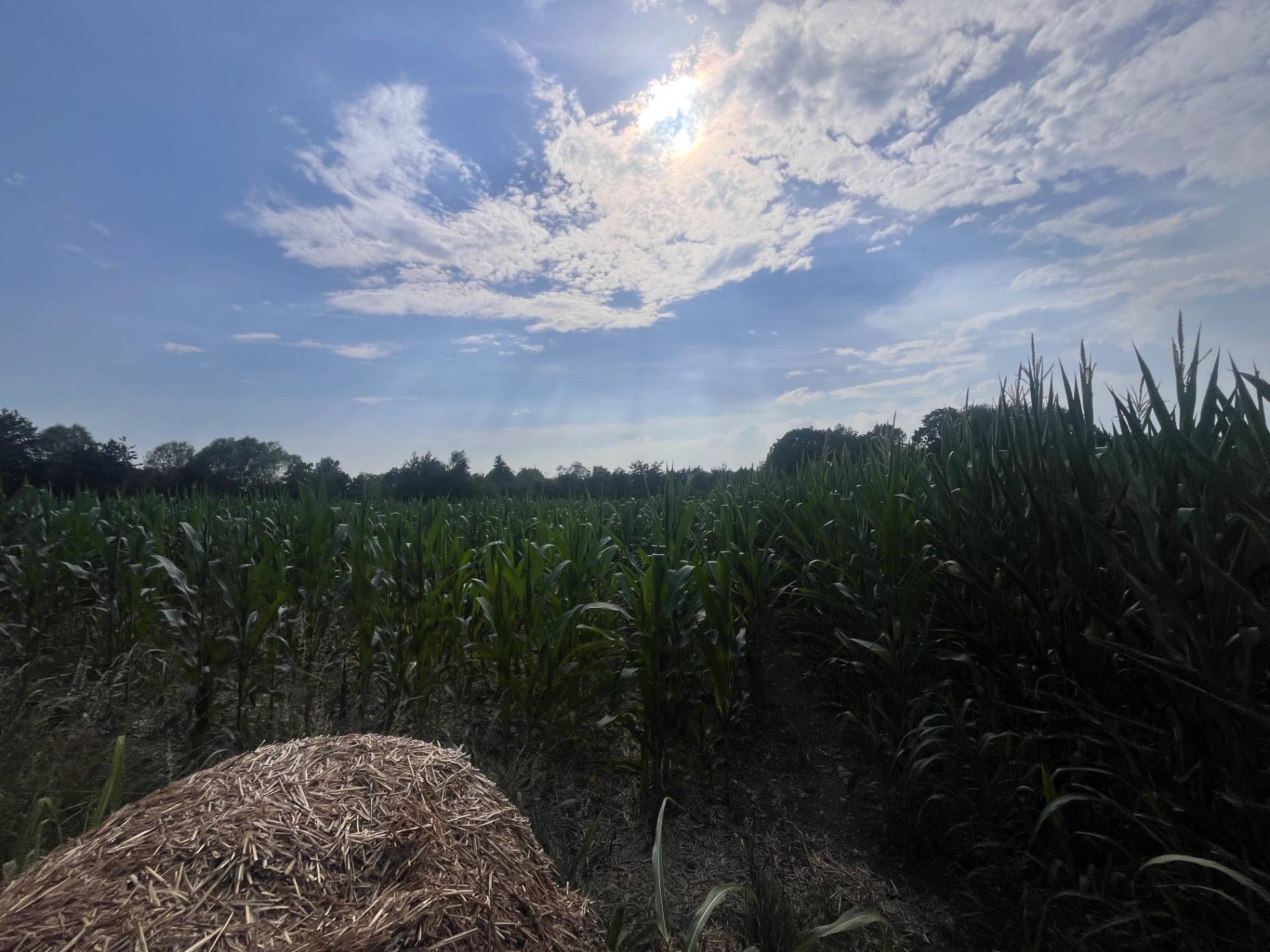 Terreno Agricolo in vendita a Silea