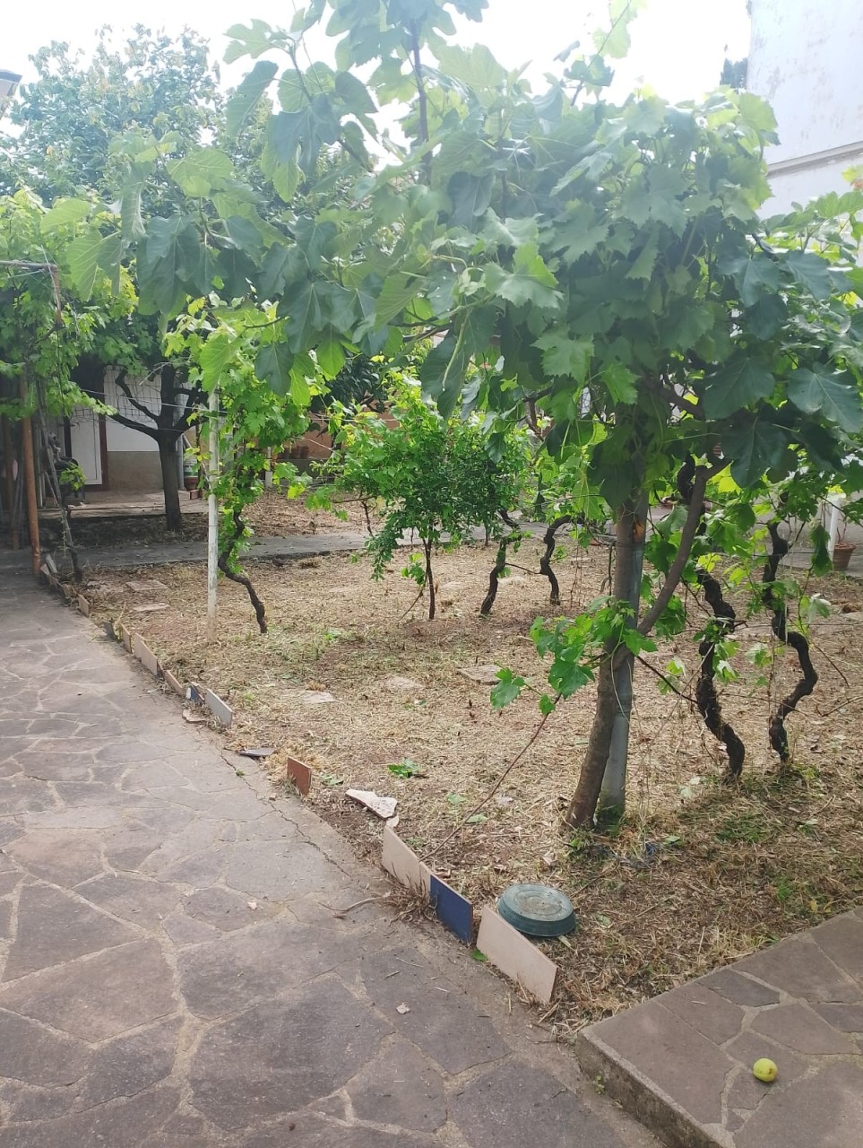 Villa con giardino a Rosignano Marittimo
