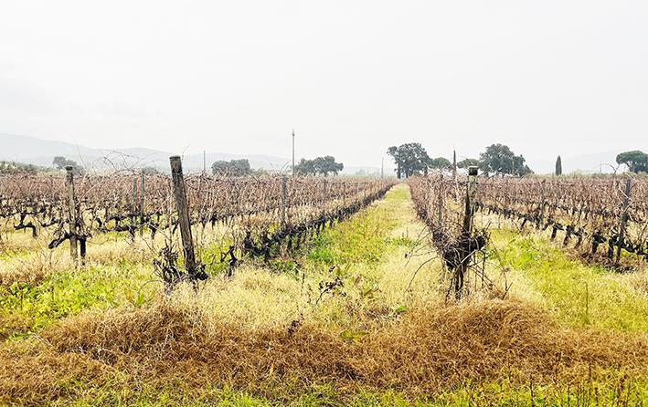 Terreno Agricolo in vendita in localit pondi di badia, Castiglione della Pescaia