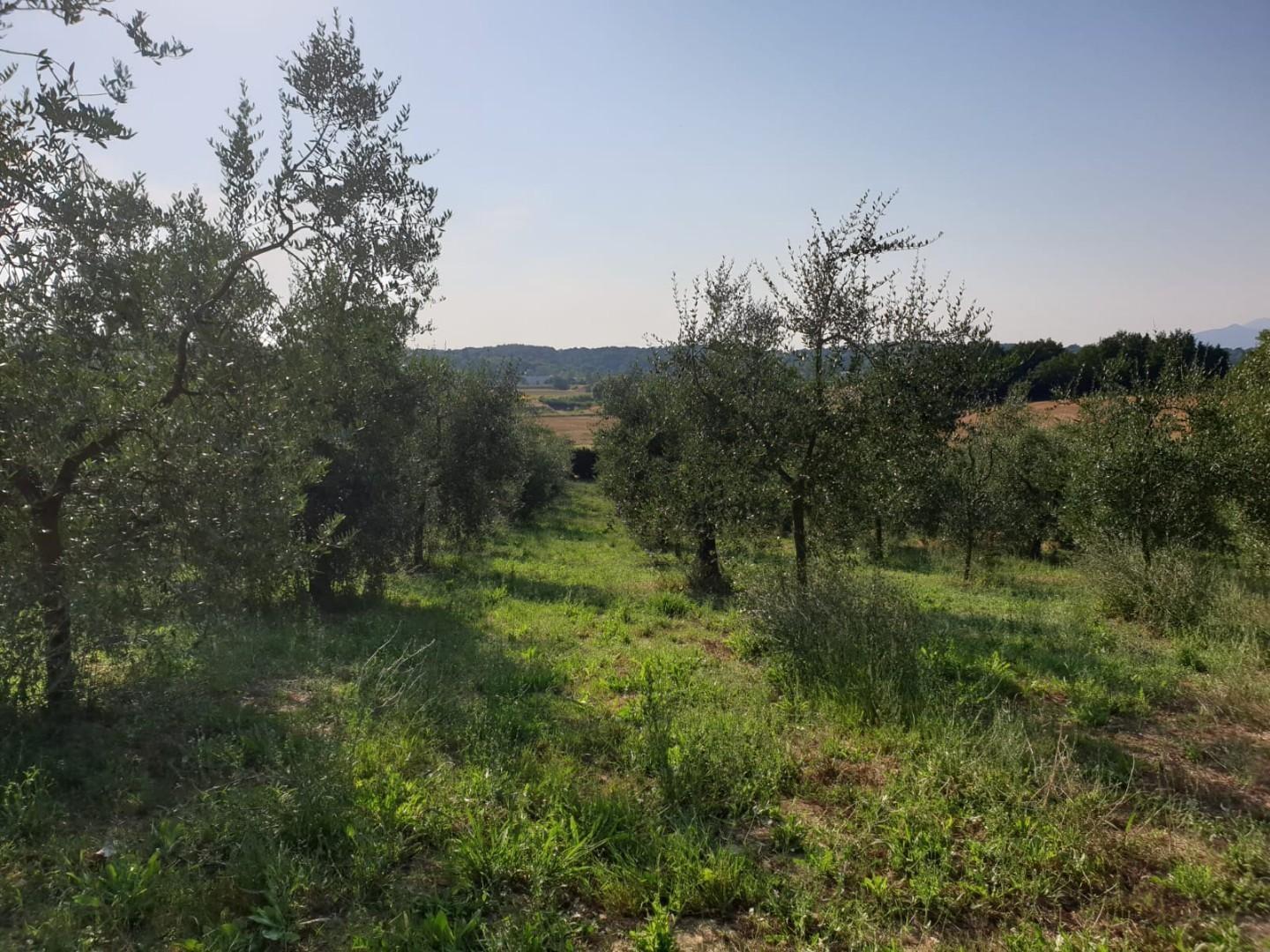 Terreno Agricolo in vendita, Capannoli san pietro in belvedere