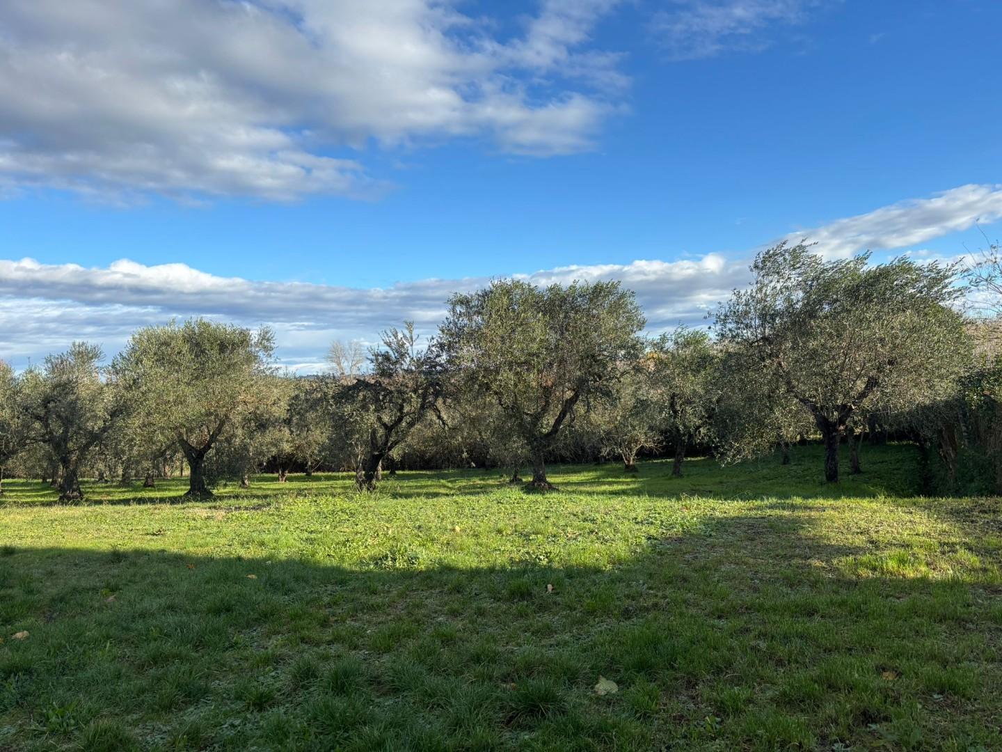 Terreno Edificabile in vendita, Terricciola selvatelle