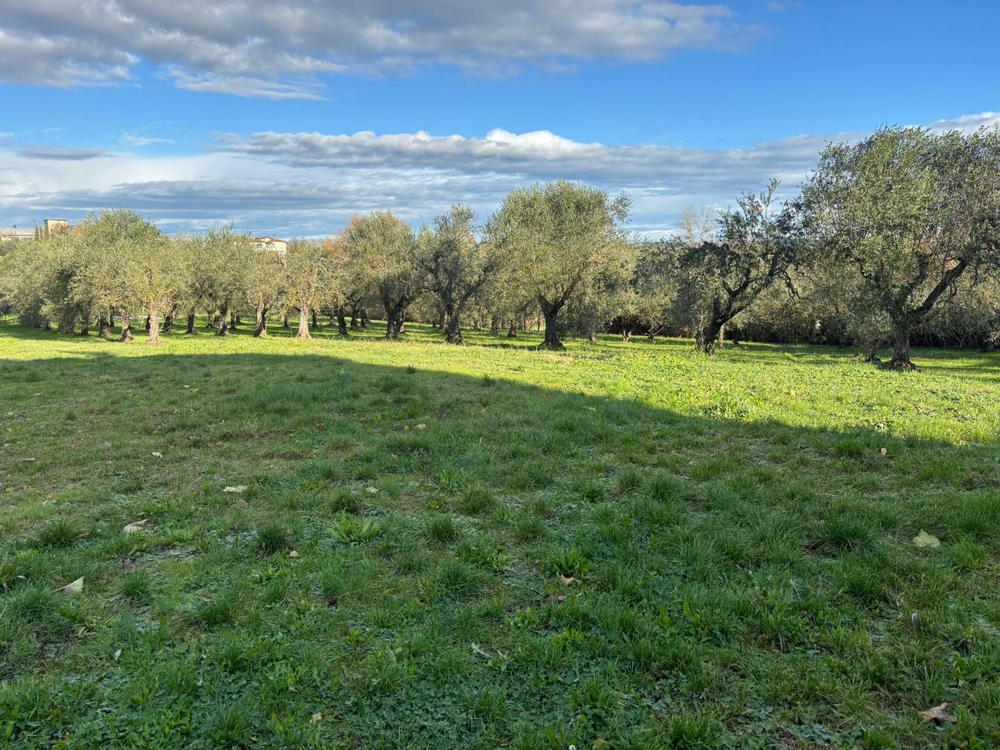 Terreno Edificabile in vendita, Terricciola selvatelle