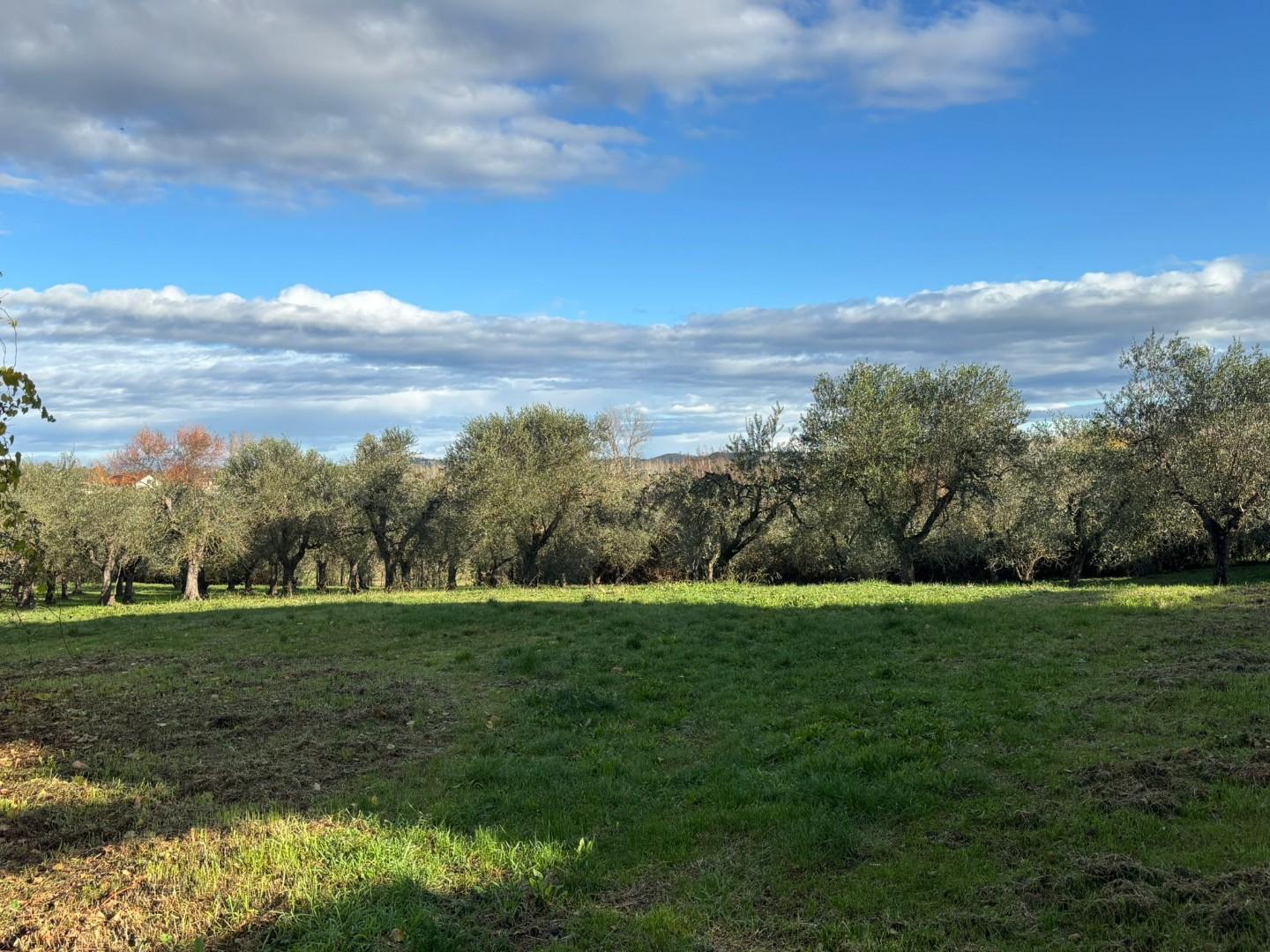 Terreno Edificabile in vendita, Terricciola selvatelle