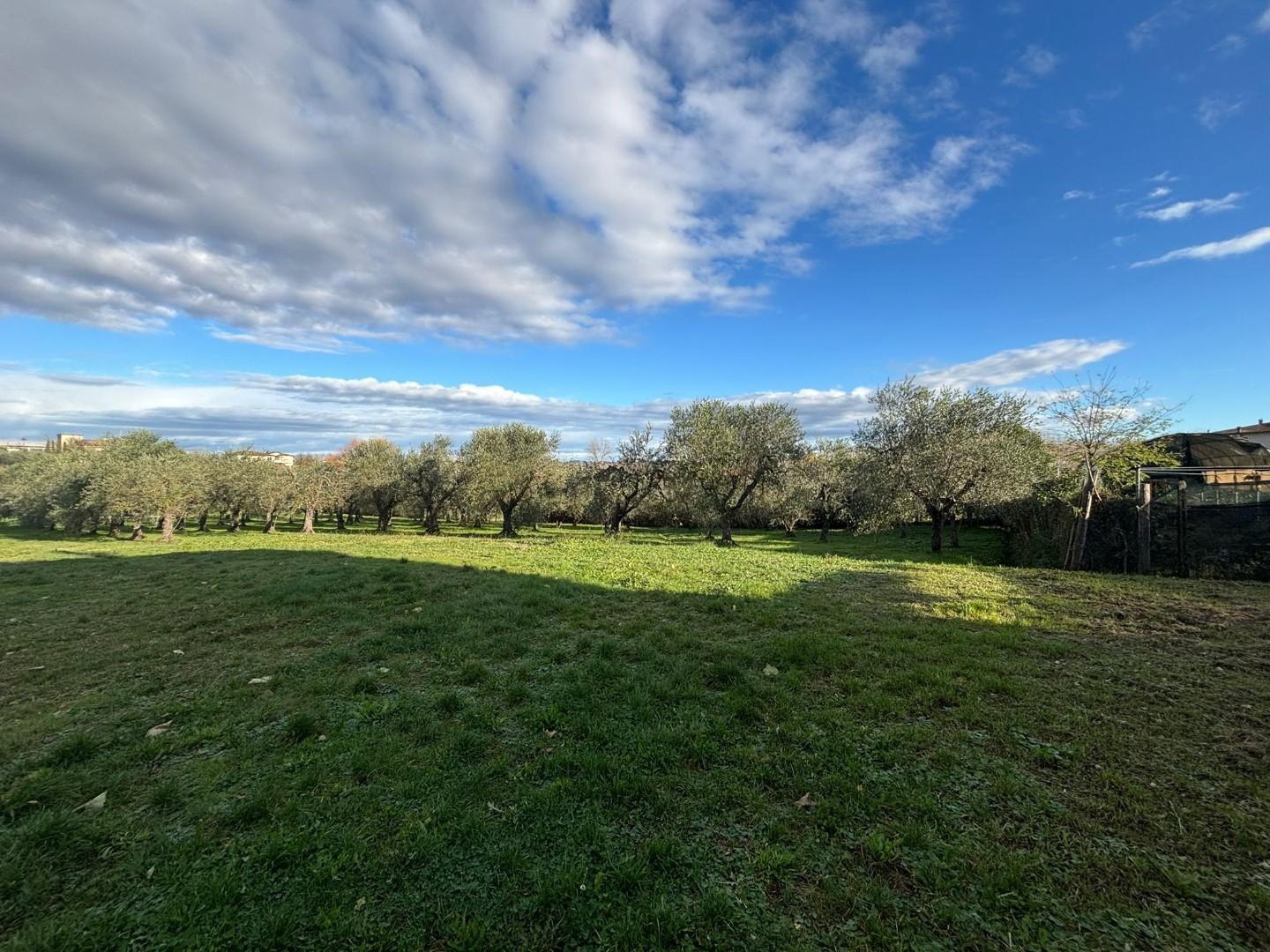 Terreno Edificabile in vendita, Terricciola selvatelle