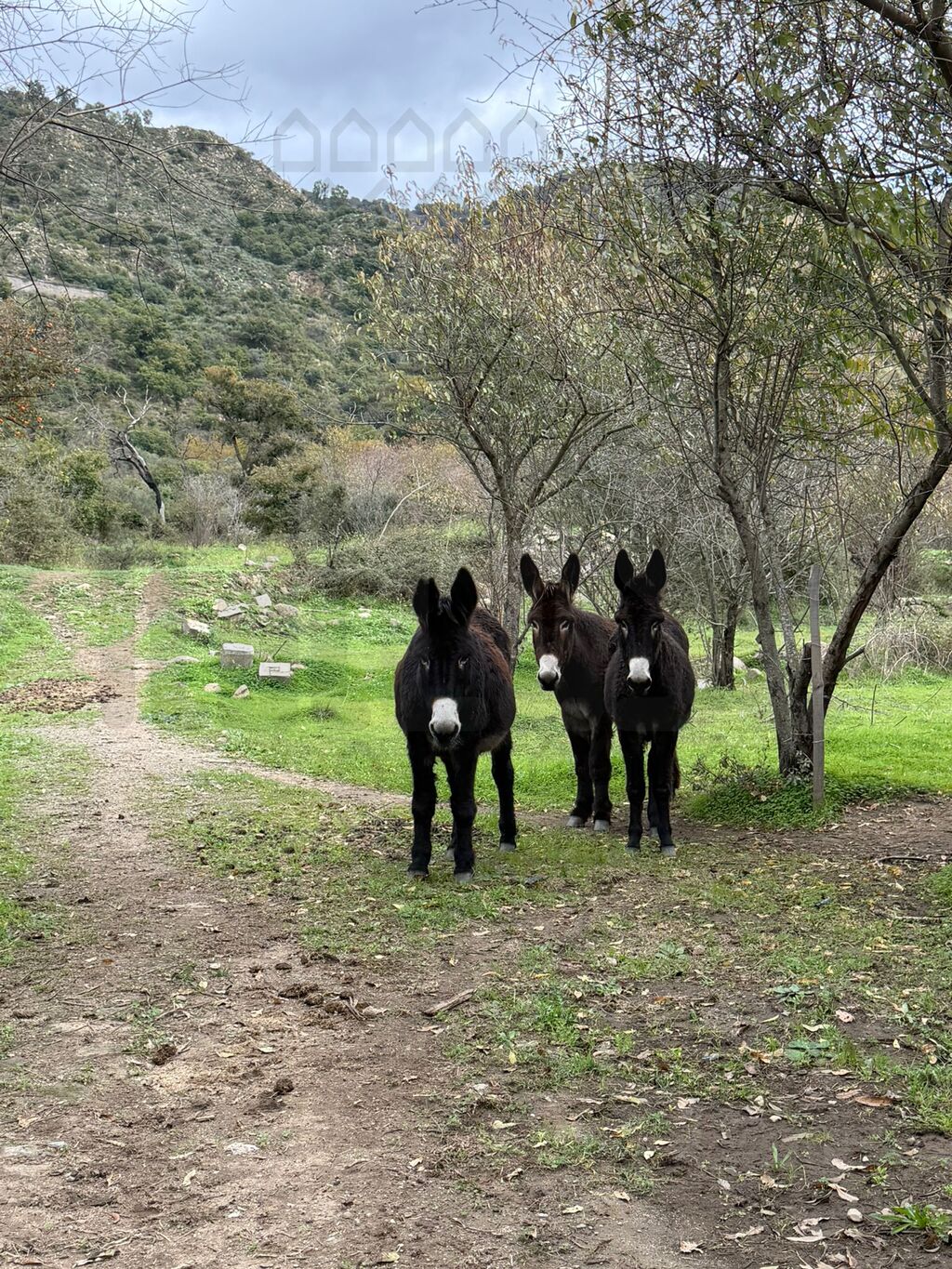 Appartamento con giardino in via roma, Francavilla di Sicilia