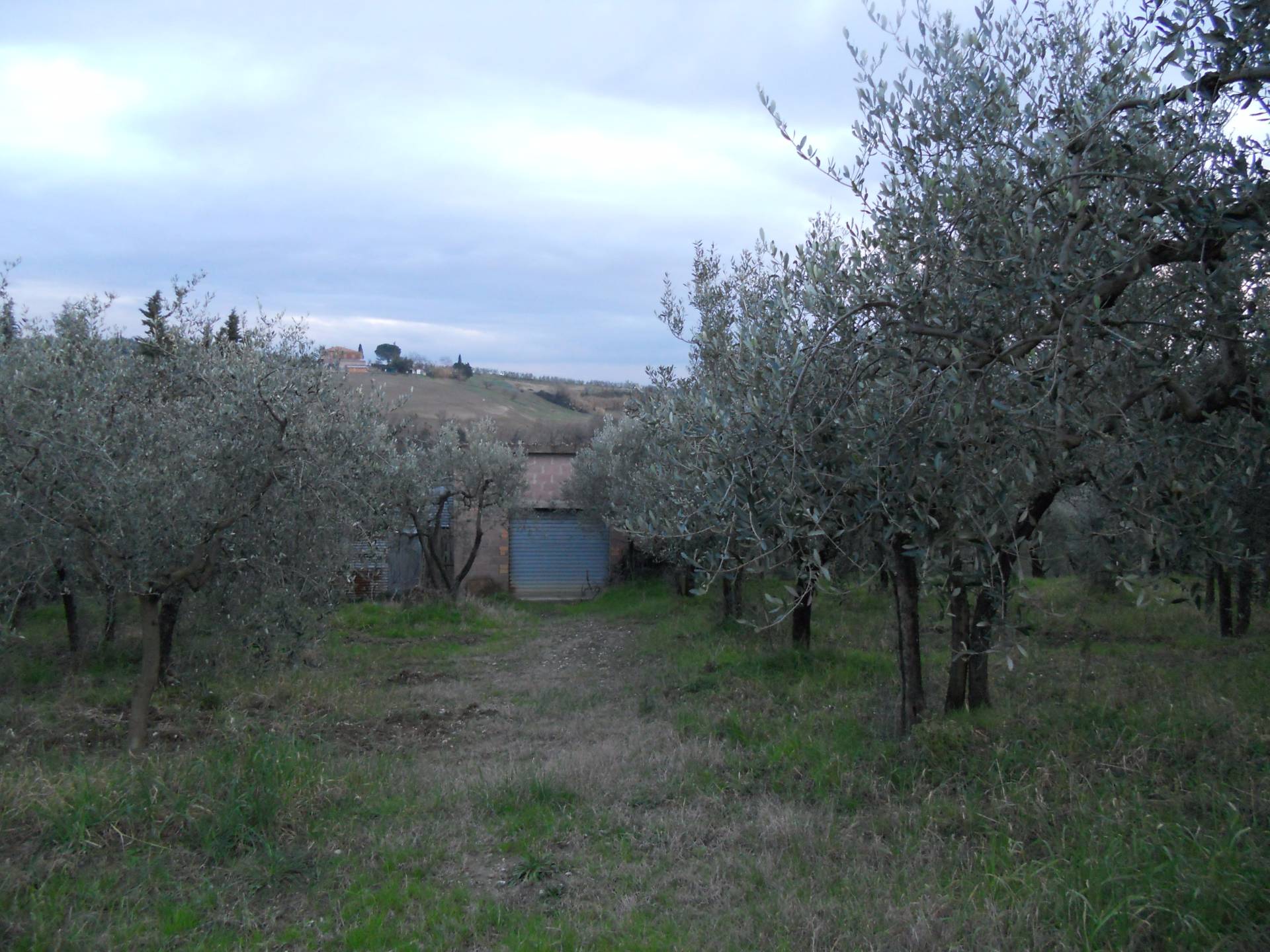 Terreno Agricolo in vendita a Montespertoli