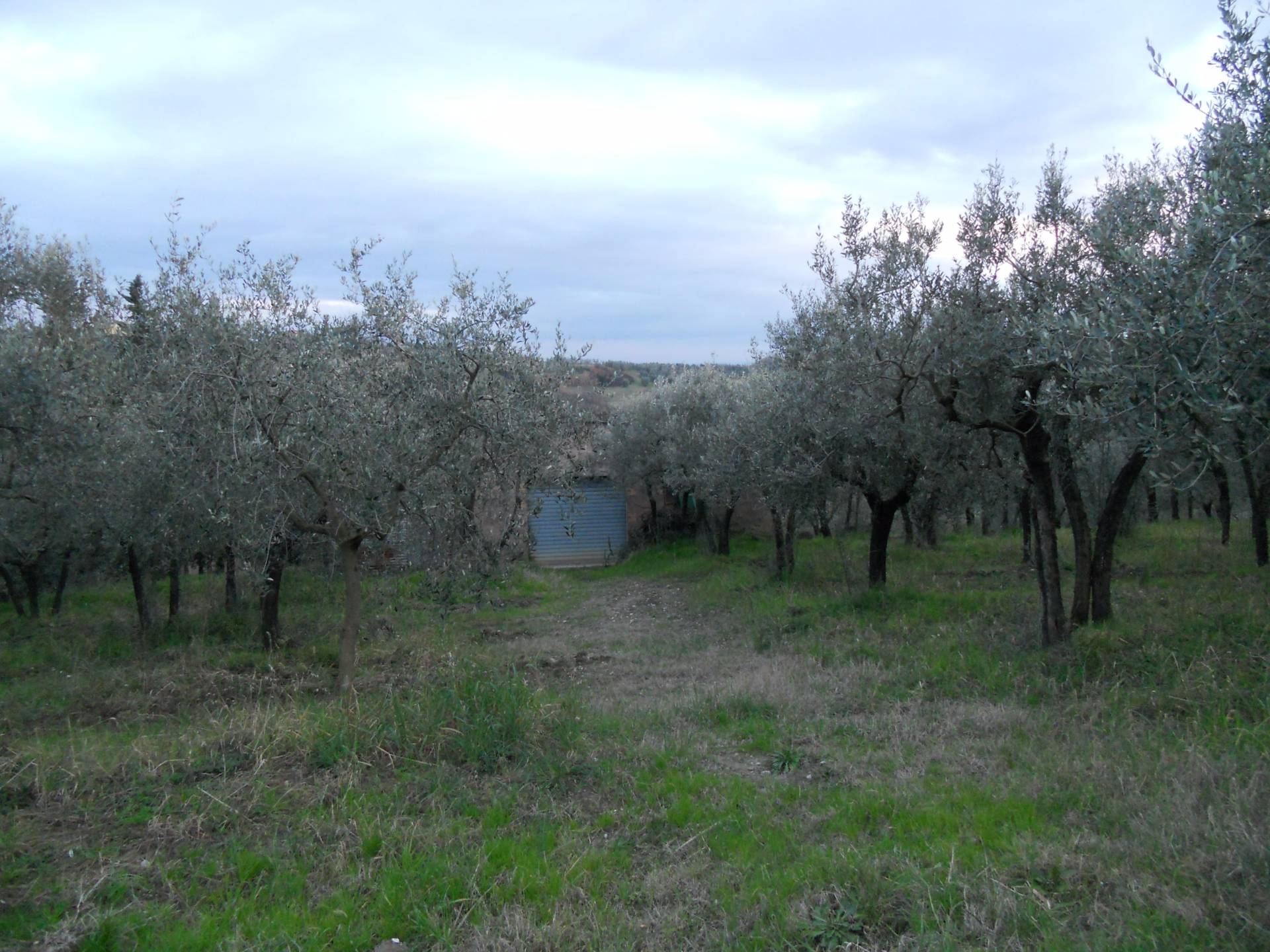 Terreno Agricolo in vendita a Montespertoli