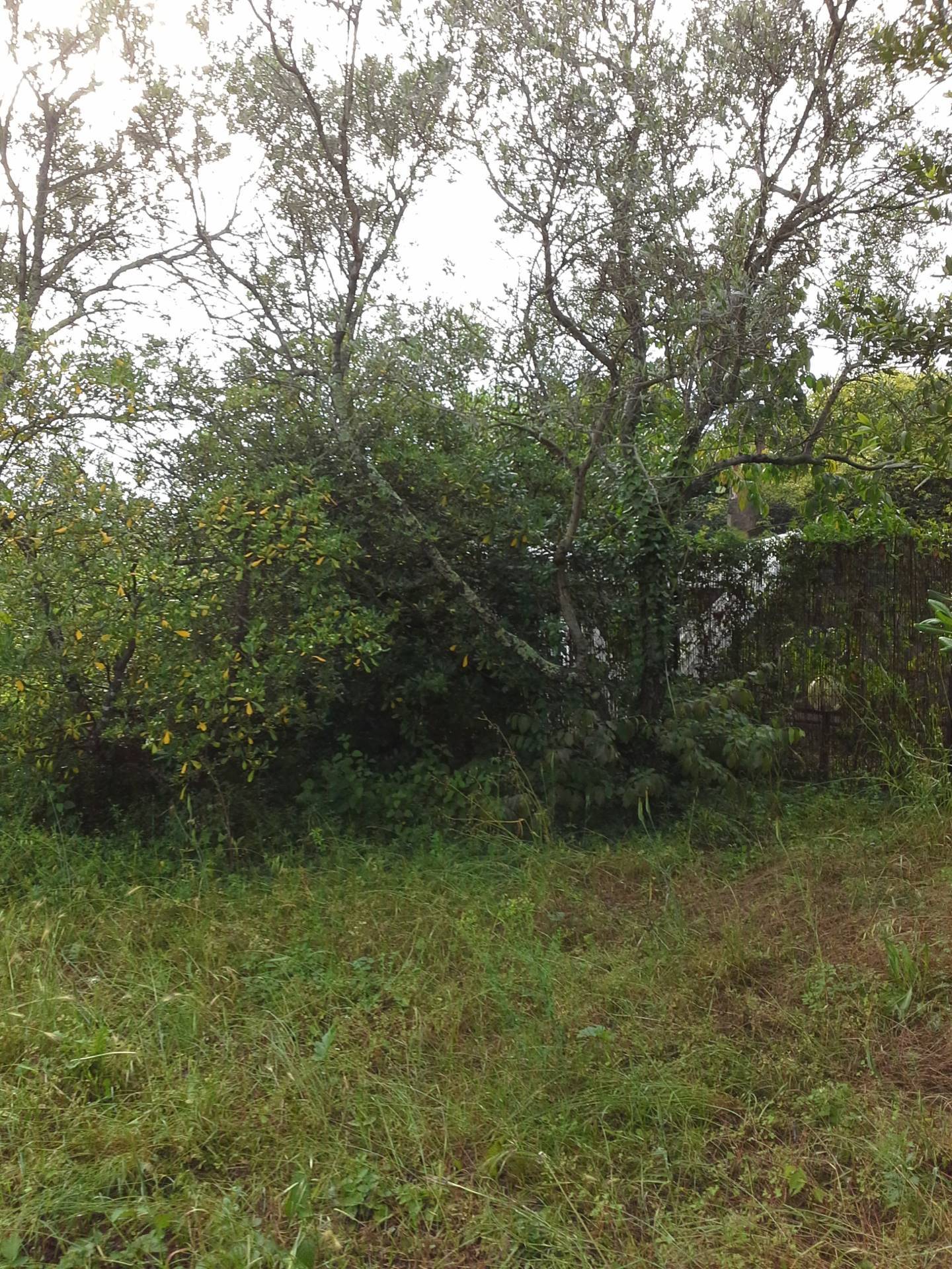 Terratetto Colonico in vendita a Montespertoli