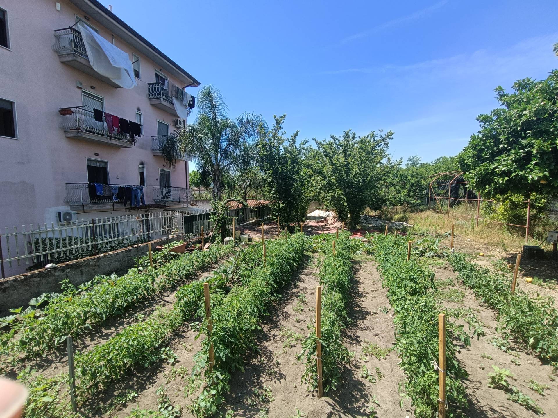 Terreno Agricolo in affitto a Scisciano